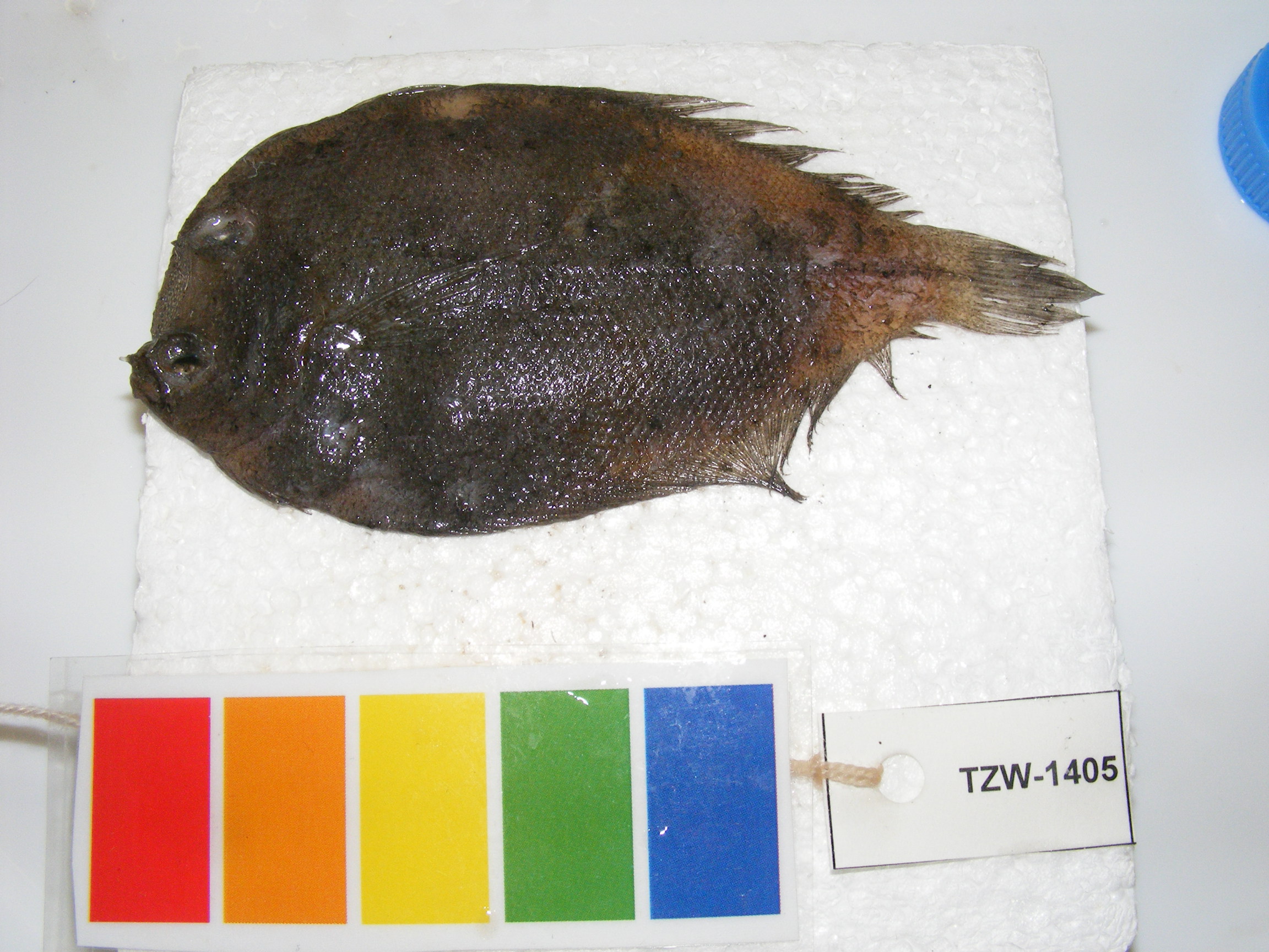 Highsnout flounder (Crossorhombus valderostratus) — Bothidae — 2