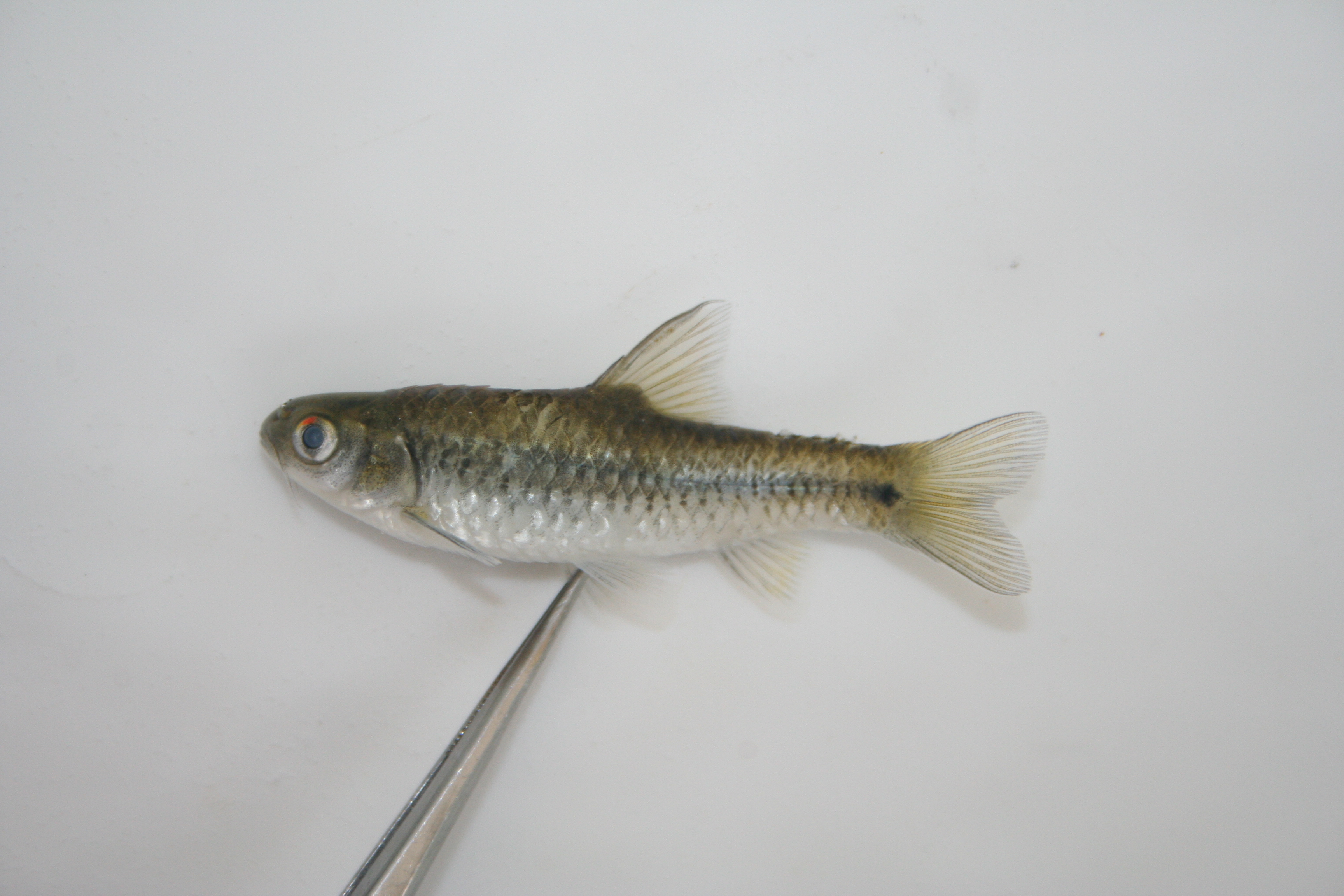 Gillbar barb (Enteromius kessleri) — Cyprinidae — 3