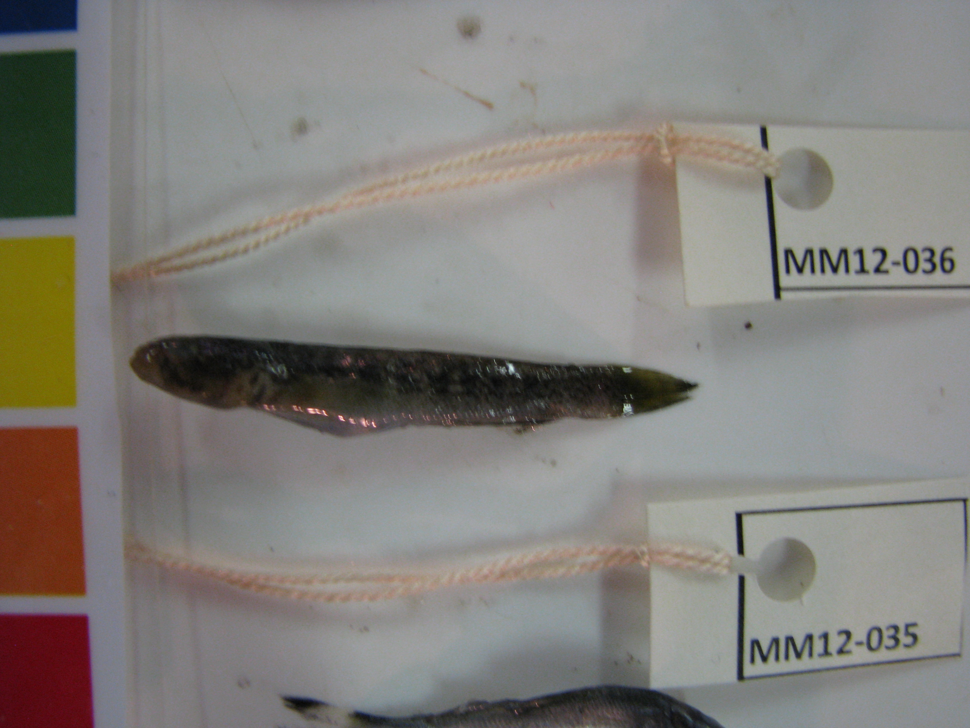 Barehead goby (Caffrogobius nudiceps) — Gobiidae — 3