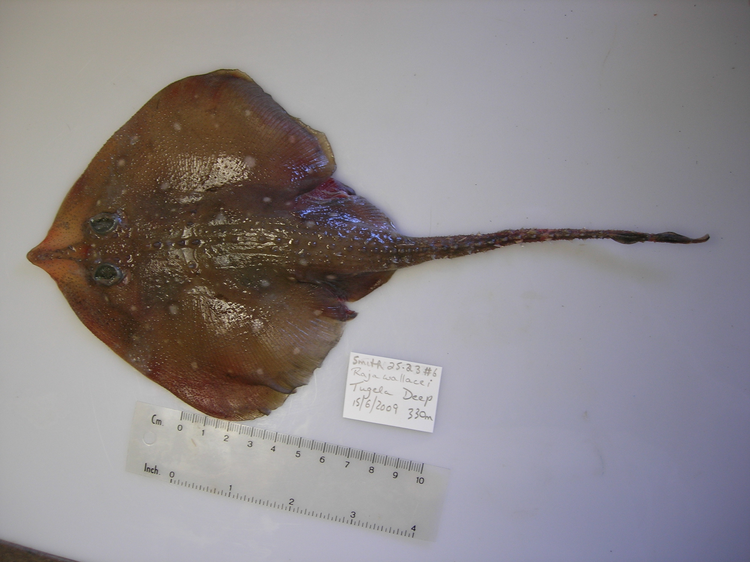 Yellowspotted skate (Leucoraja wallacei) — Rajidae