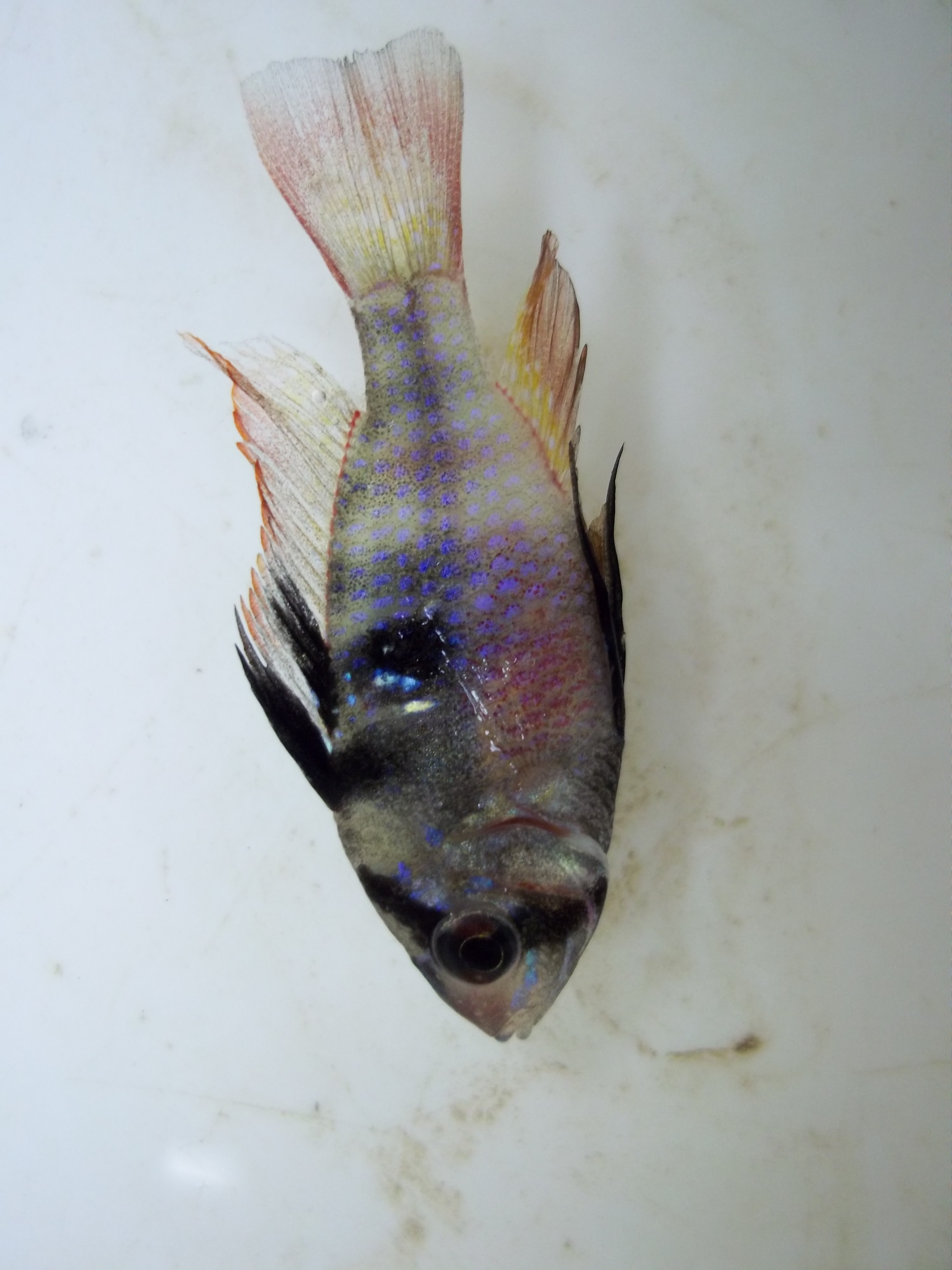 Ram cichlid (Mikrogeophagus ramirezi) — Cichlidae — 2