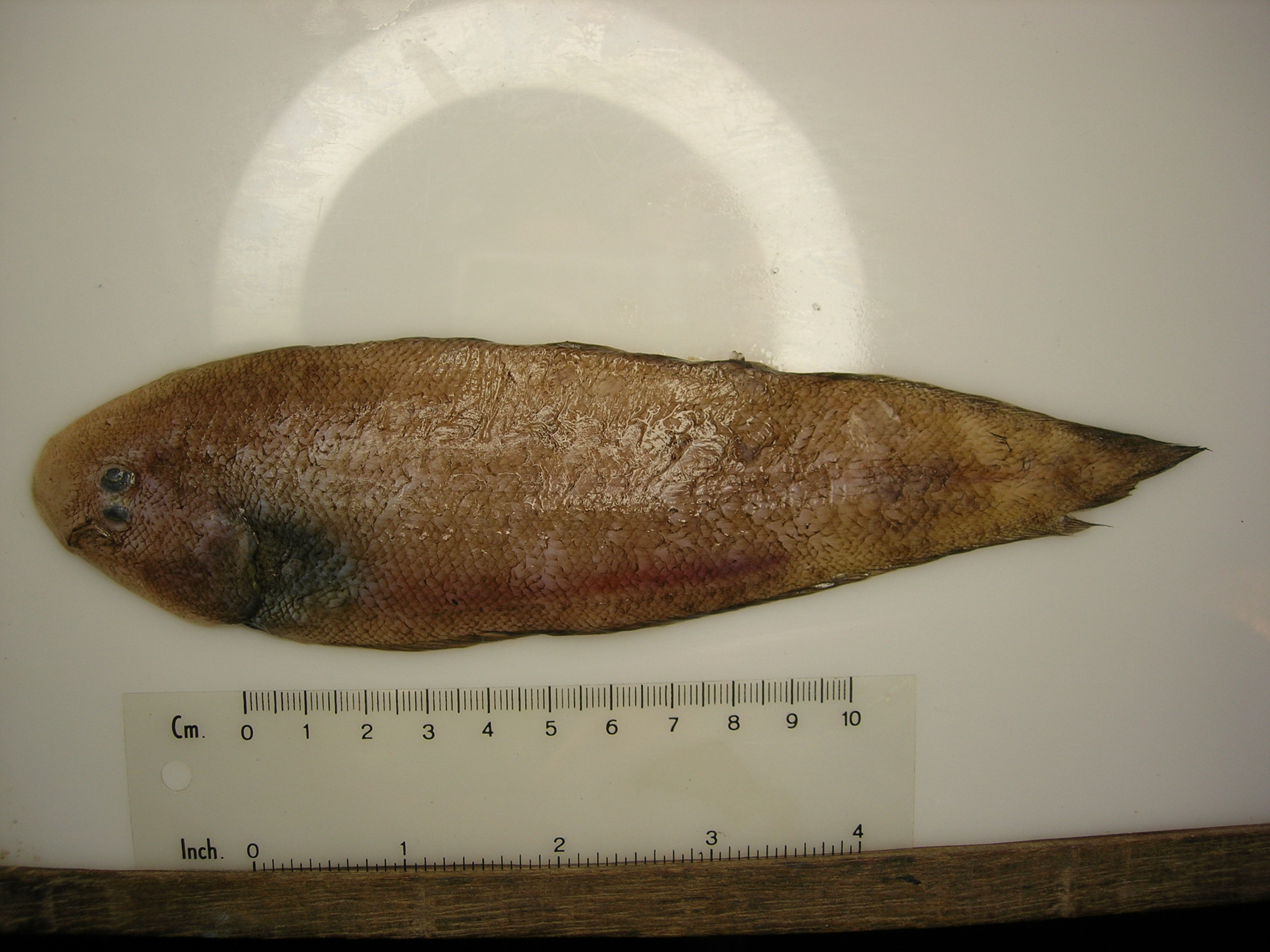Zanzibar tonguesole (Cynoglossus zanzibarensis) — Cynoglossidae — 3