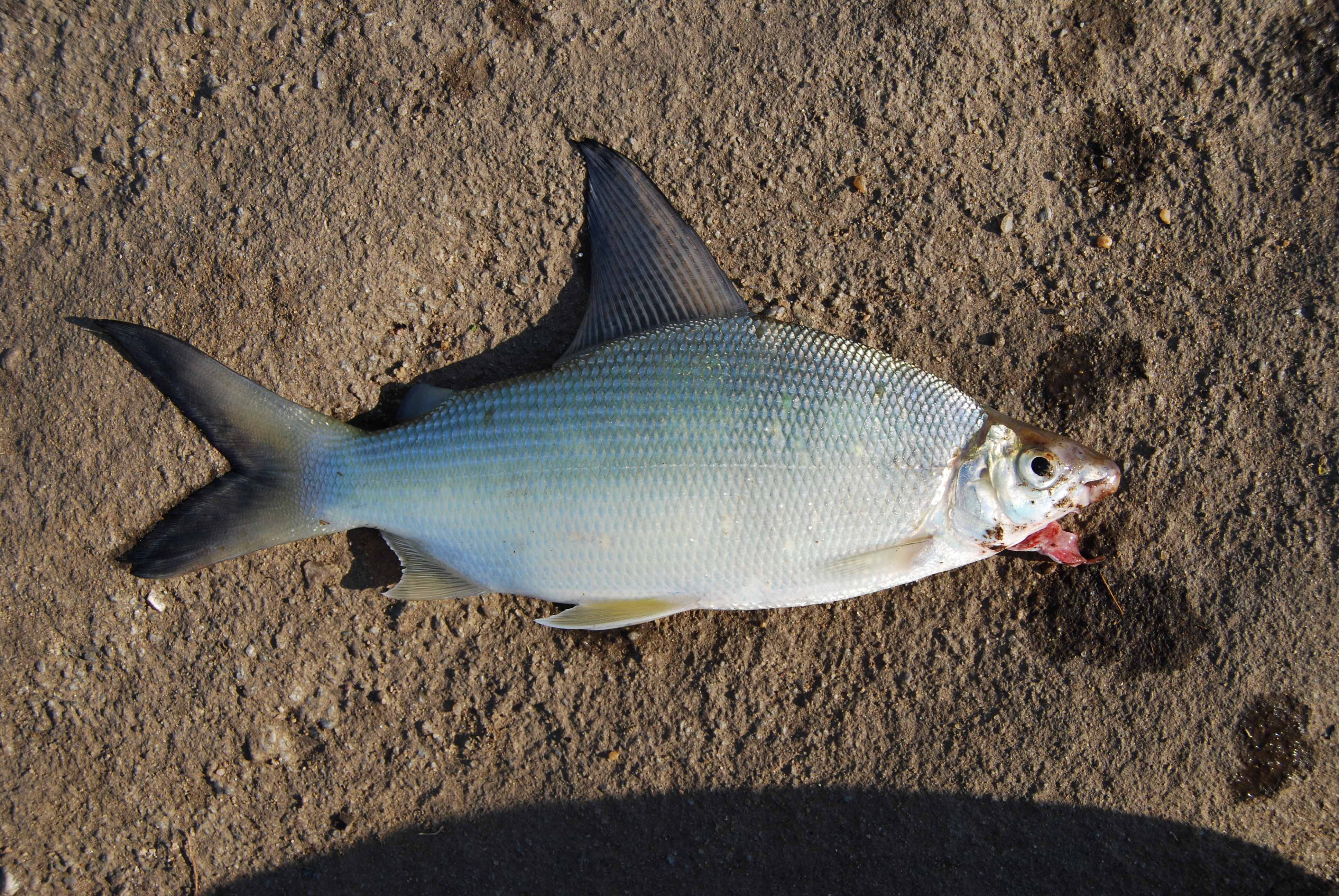 Chessa (Distichodus schenga) — Distichodontidae — 2