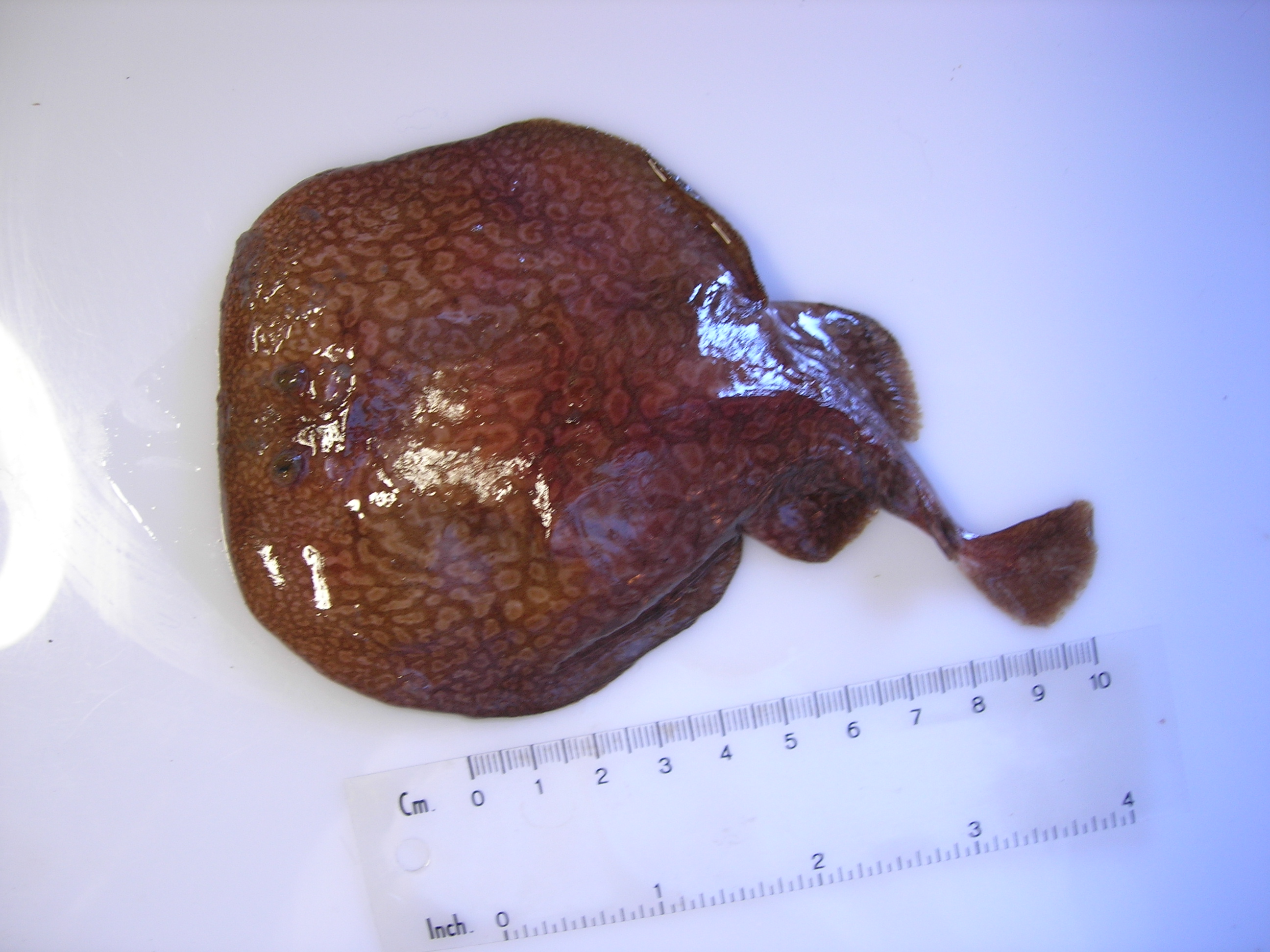 Gulf torpedo (Torpedo sinuspersici) — Torpedinidae — 3