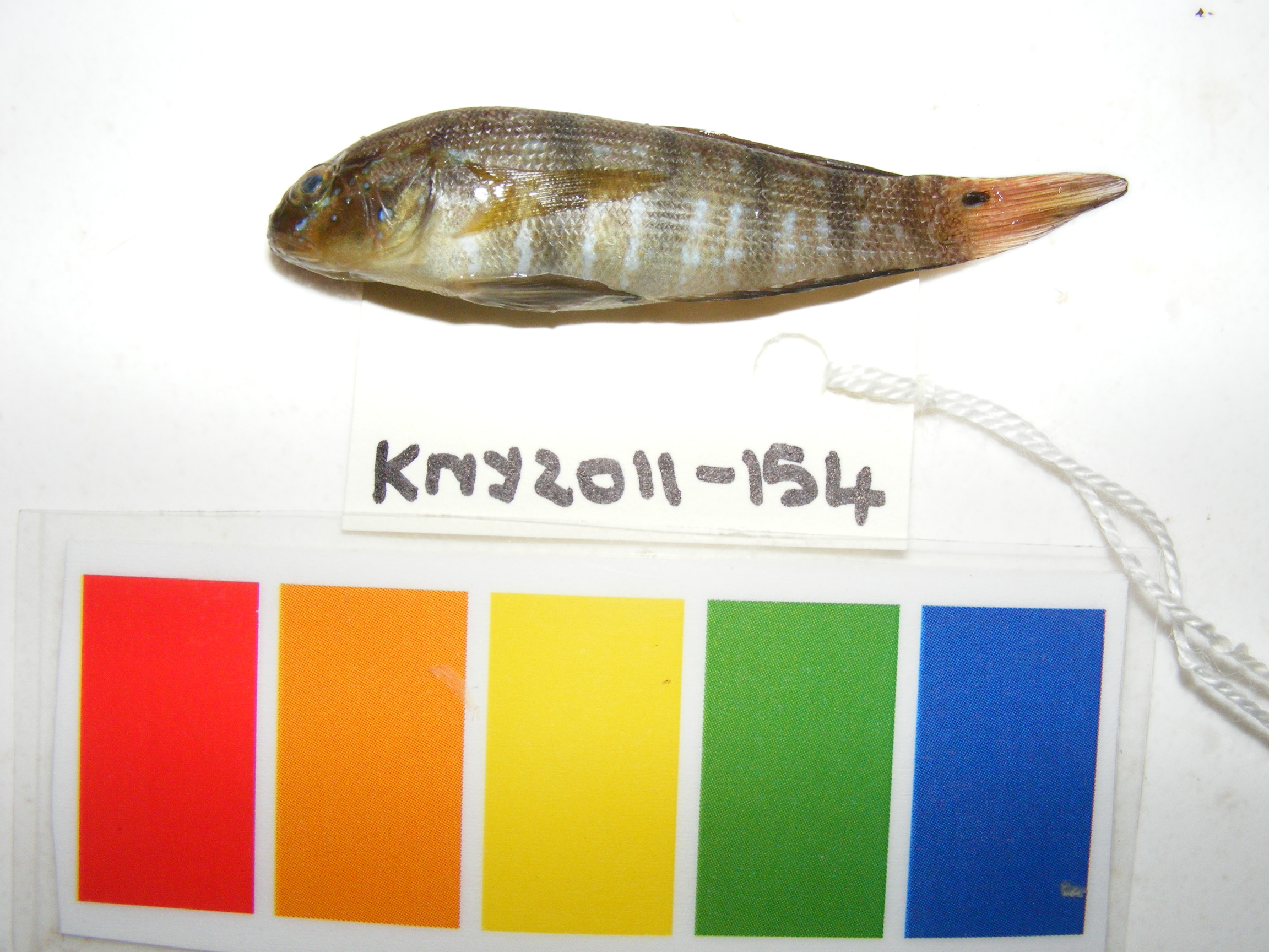 Sphinx goby (Amblygobius sphynx) — Gobiidae — 2