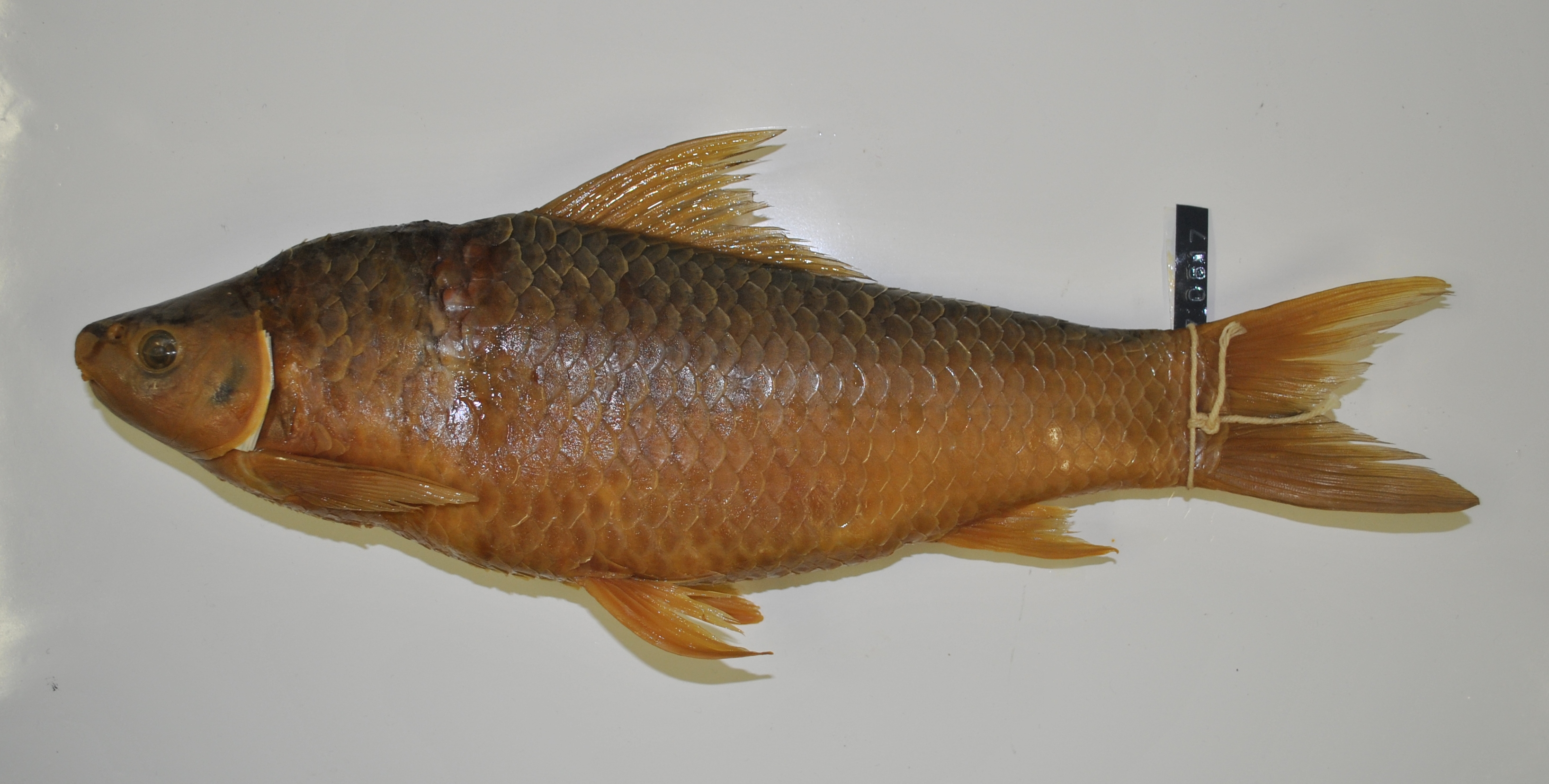 Rednose labeo (Labeo rosae) — Cyprinidae — 5