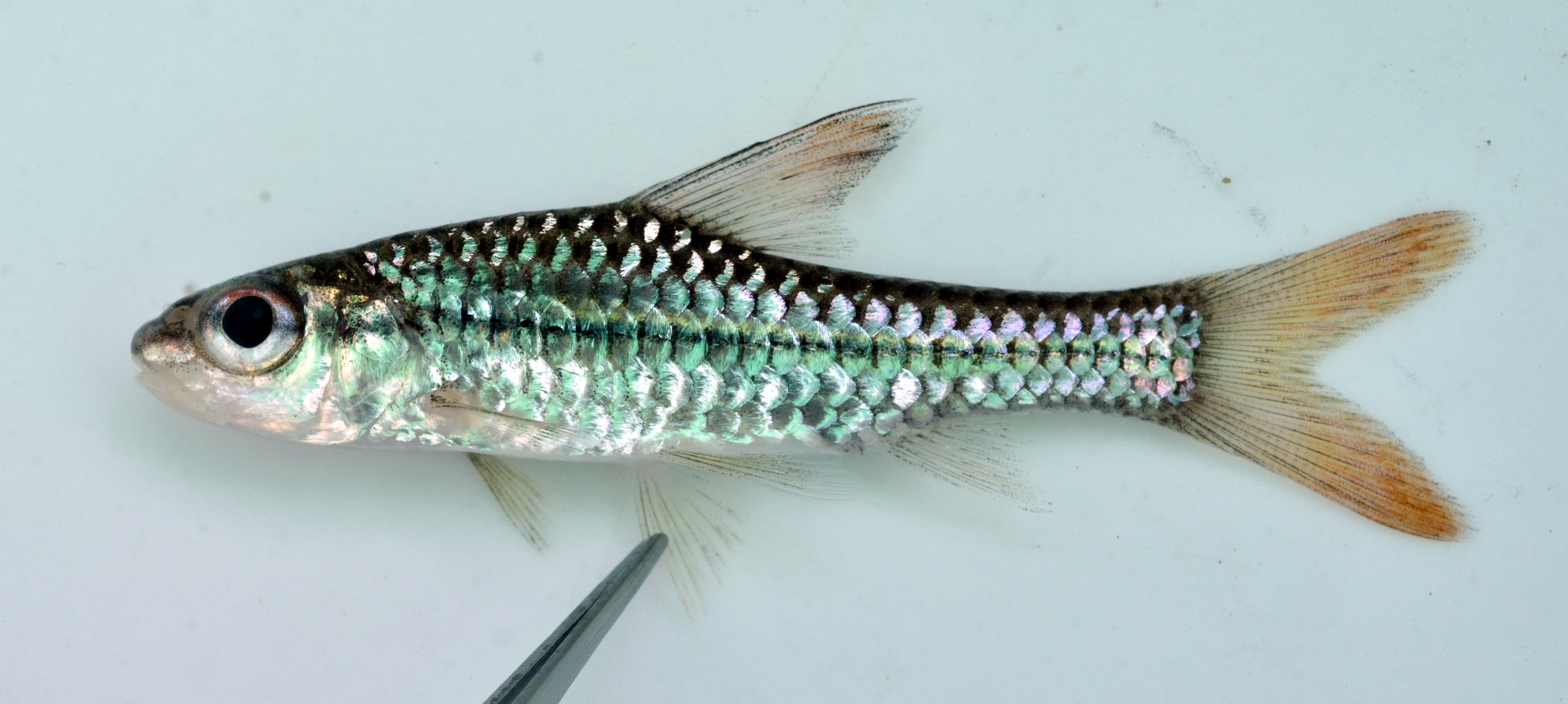 Redside barb (Enteromius radiatus) — Cyprinidae — 3