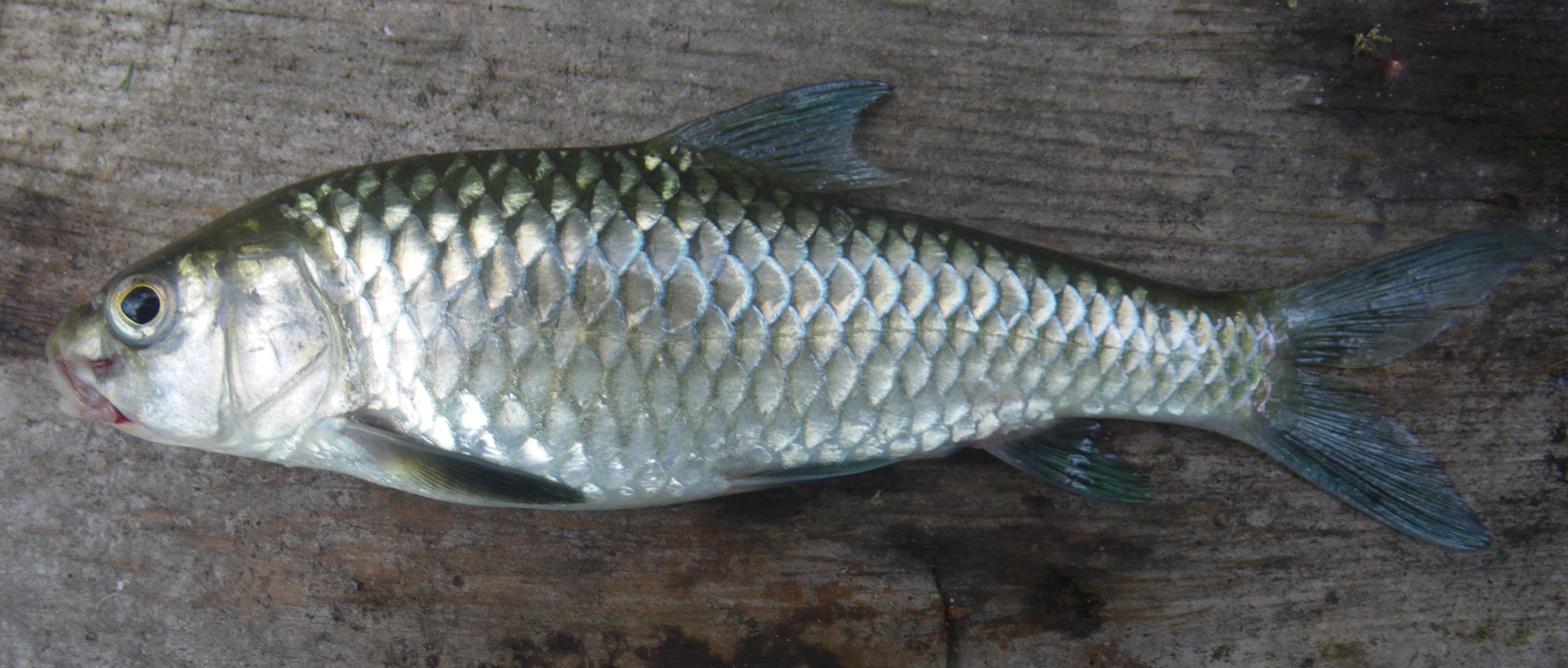 Roughfin yellowfish (Labeobarbus trachypterus) — Cyprinidae