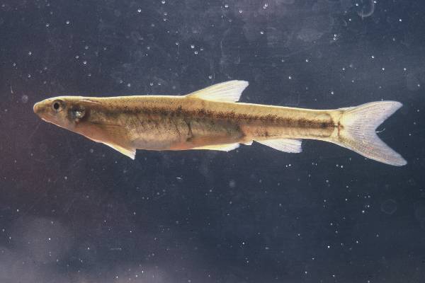 Cunene kneria (Kneria maydelli) — Kneriidae