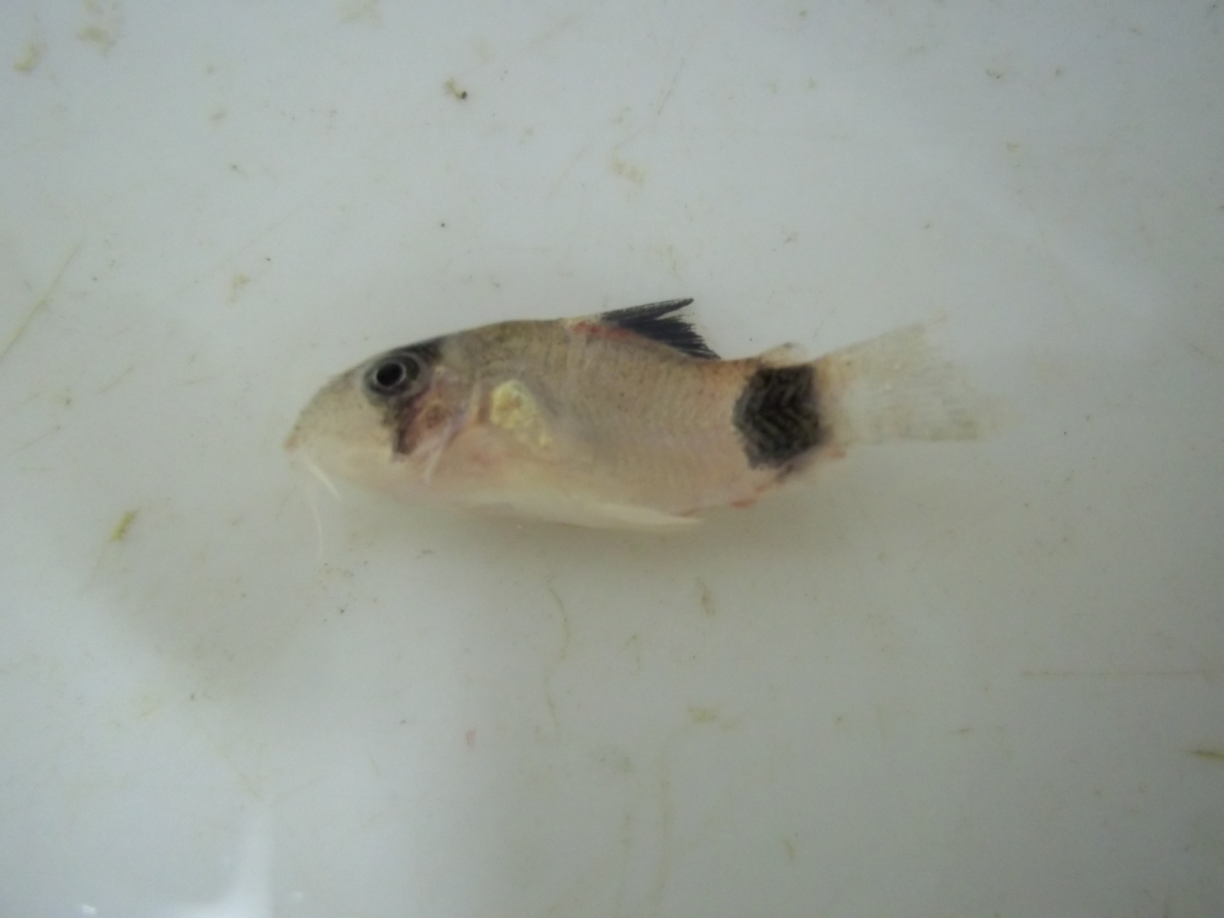 Panda corydoras (Corydoras panda) — Callichthyidae — 2