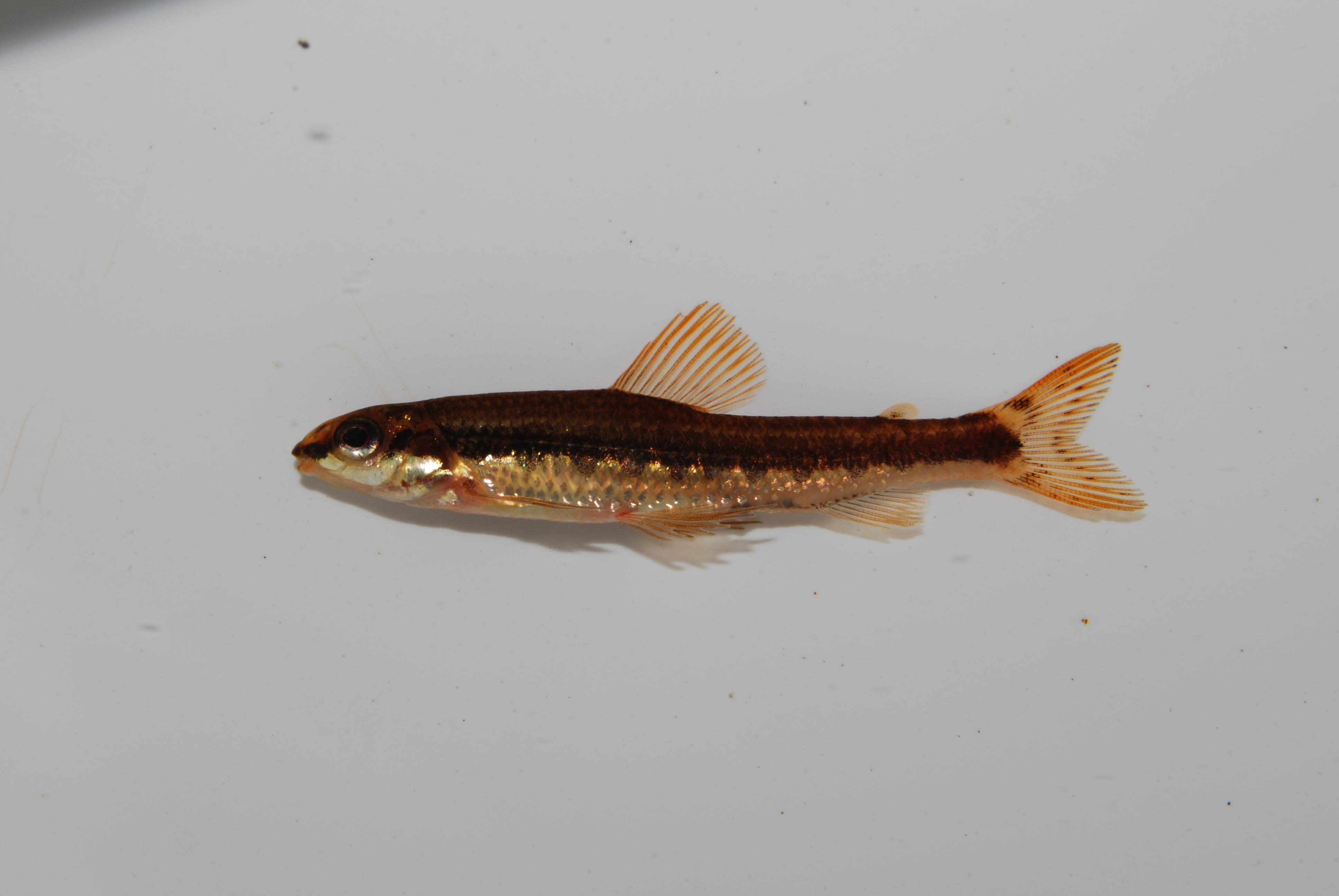 Striped African darter (Nannocharax lineostriatus) — Distichodontidae — 3