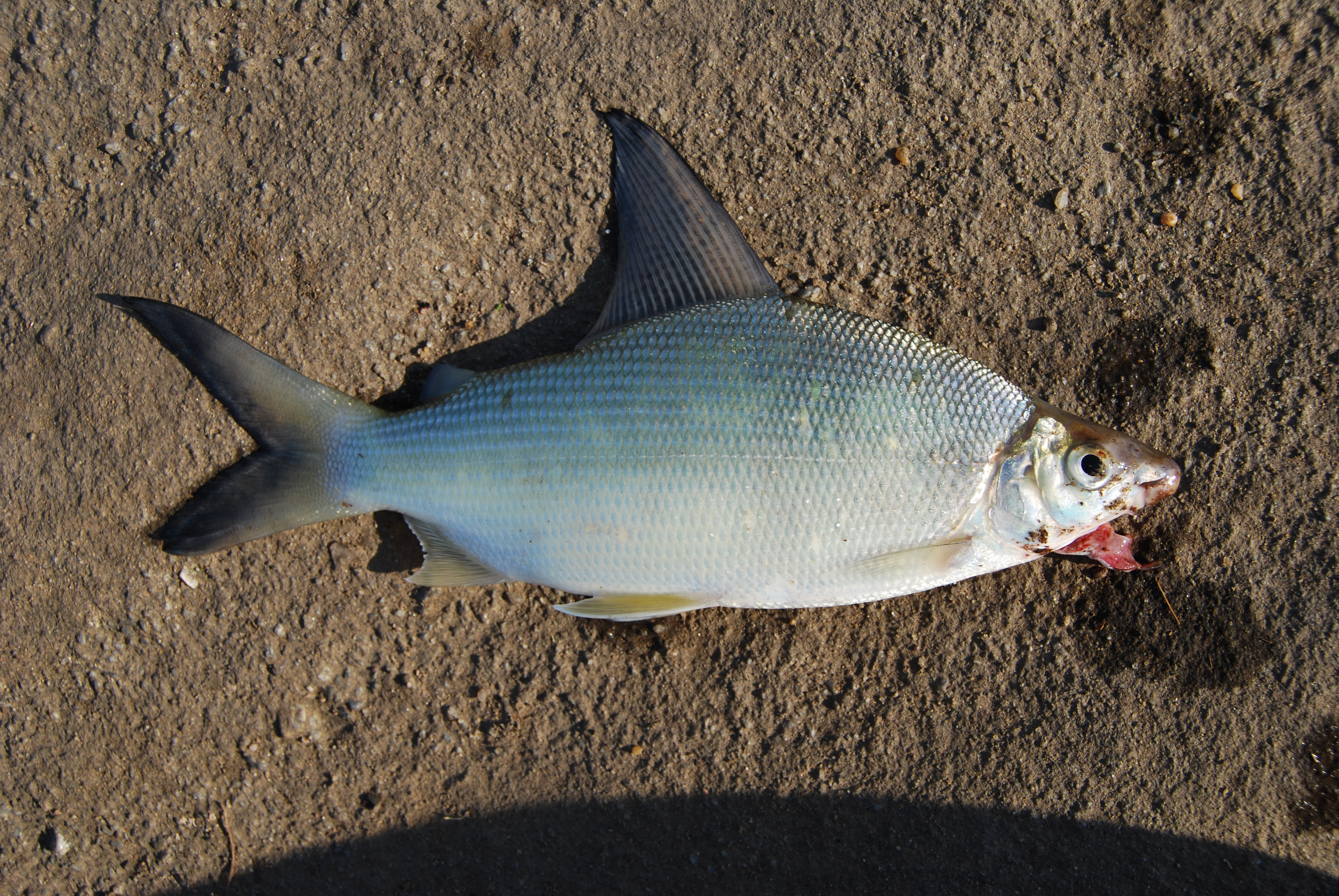 Nkupe (Distichodus mossambicus) — Distichodontidae — 2