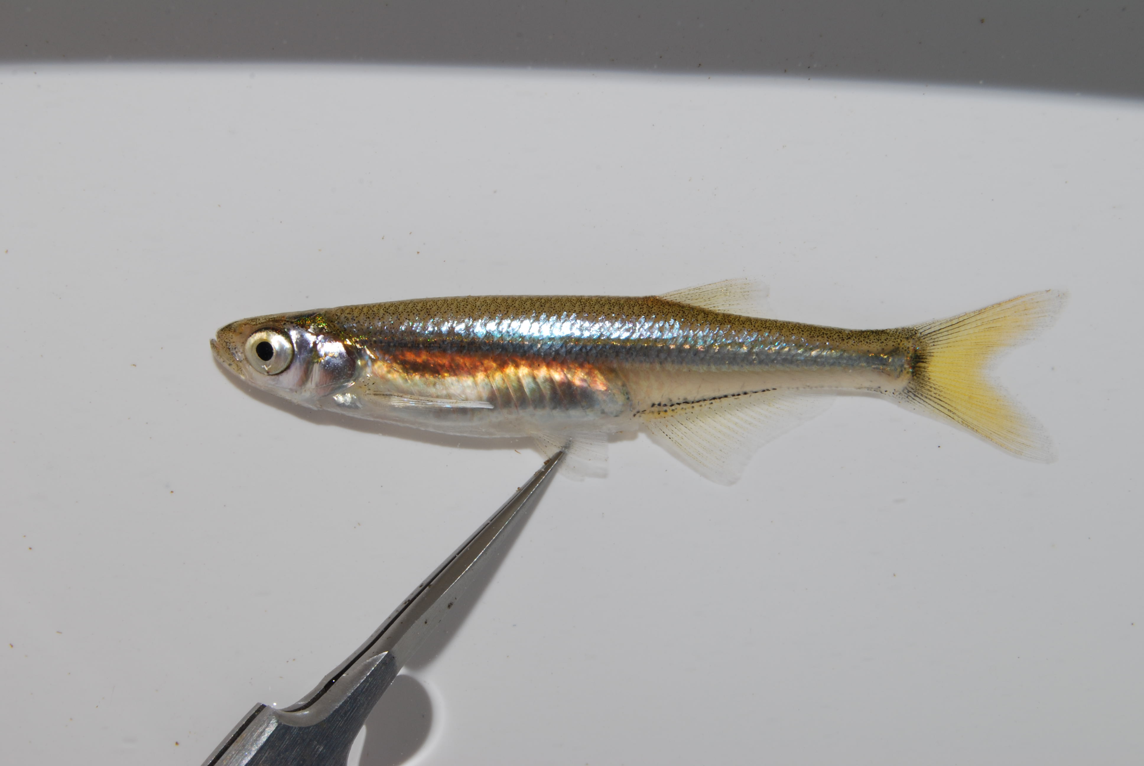 River sardine (Mesobola brevianalis) — Cyprinidae — 5