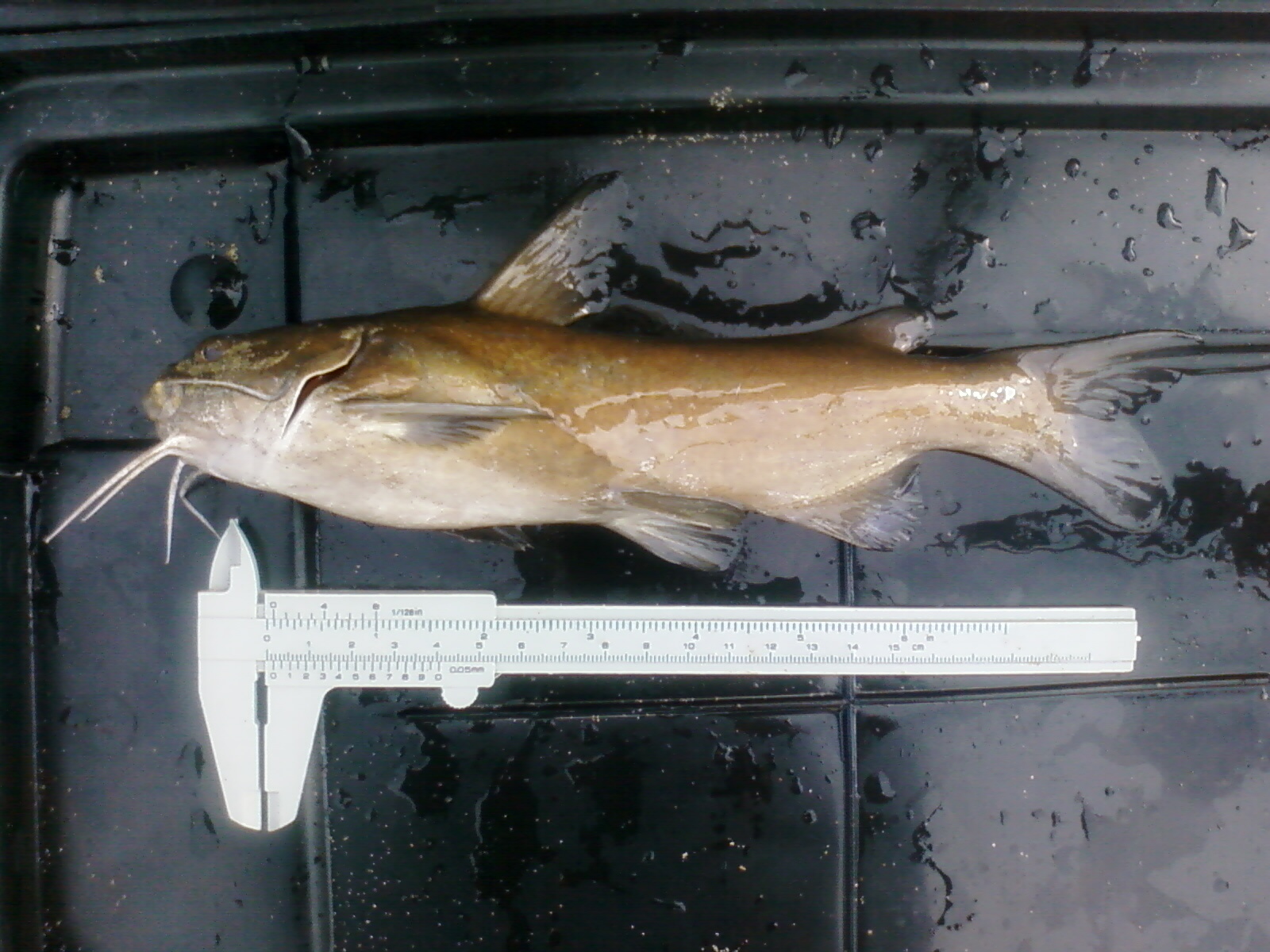 Black sea catfish (Galeichthys ater) — Ariidae — 2