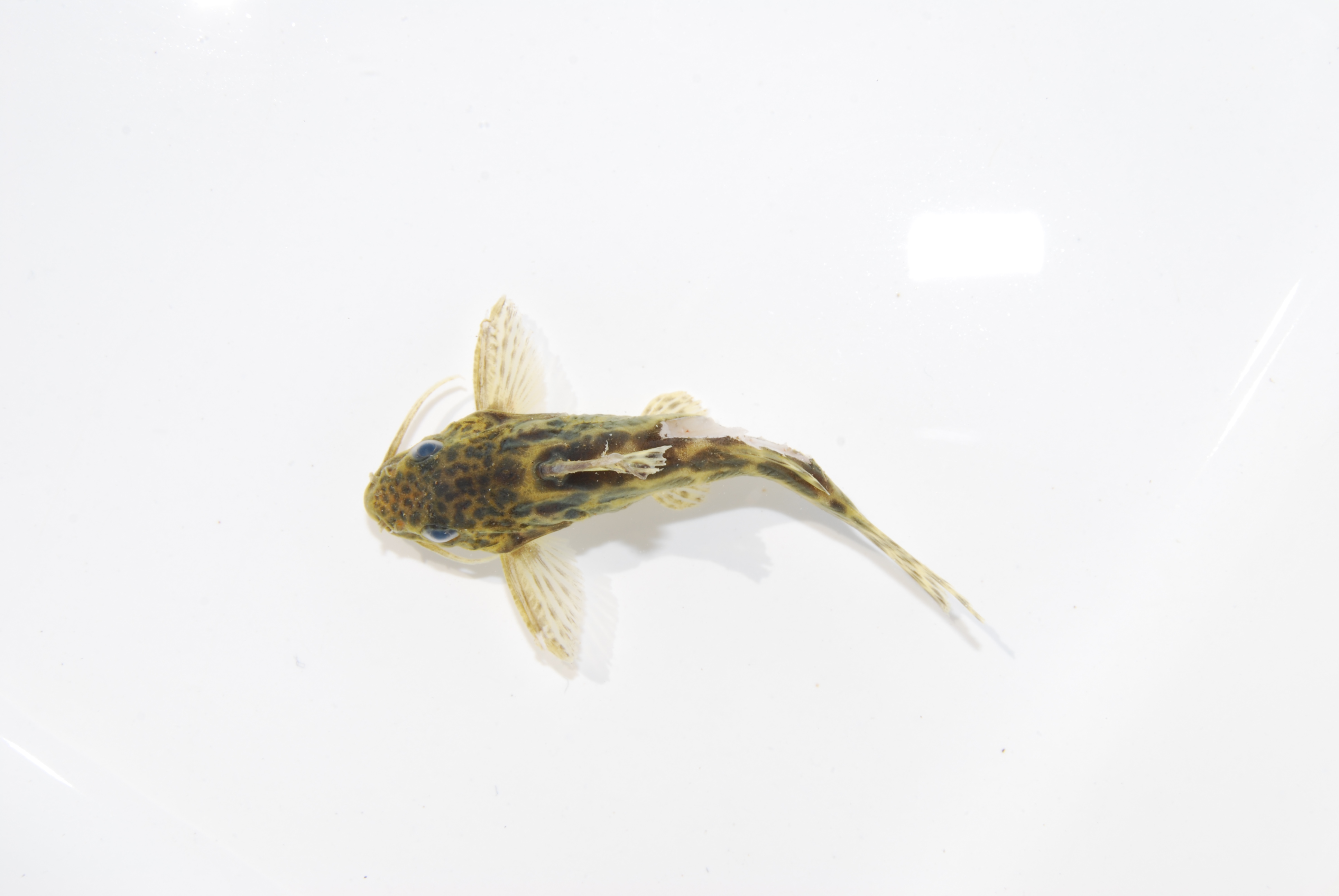 Clouded squeaker (Synodontis nebulosus) — Mochokidae