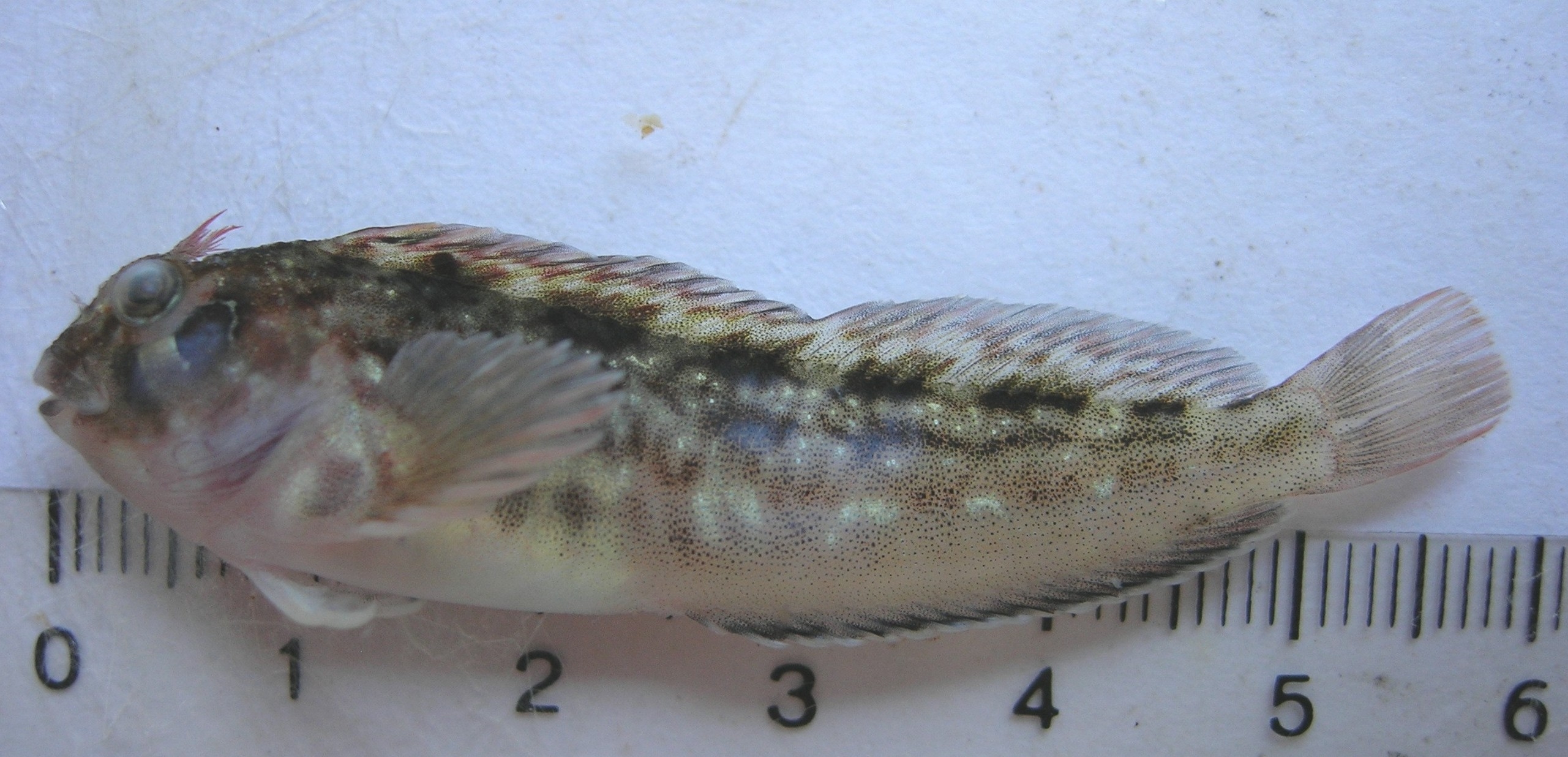 Horned blenny (Parablennius cornutus) — Blenniidae — 3