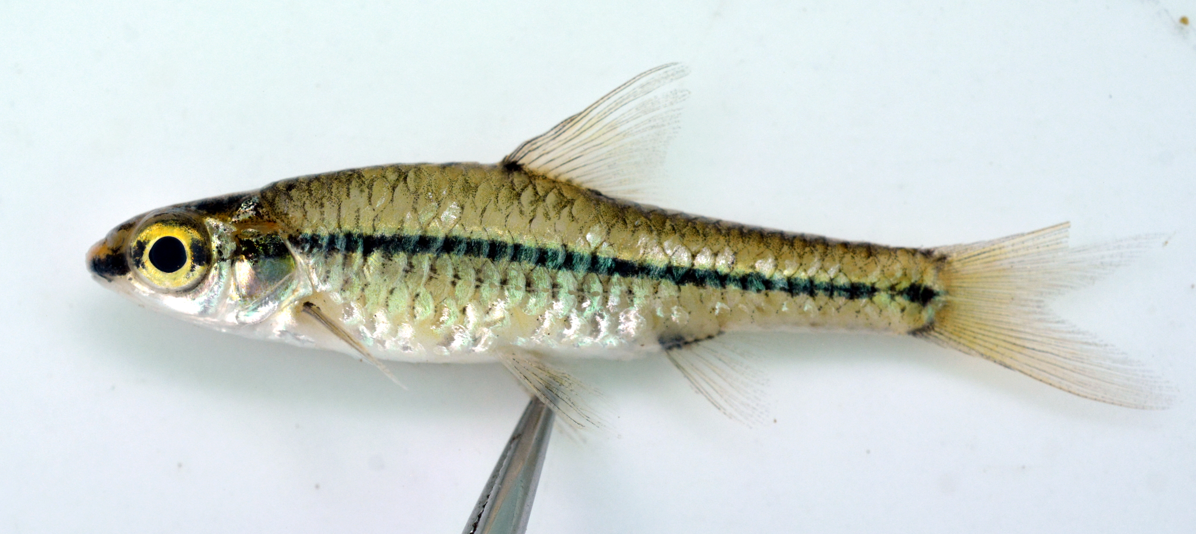 Blackback barb (Enteromius barnardi) — Cyprinidae — 2