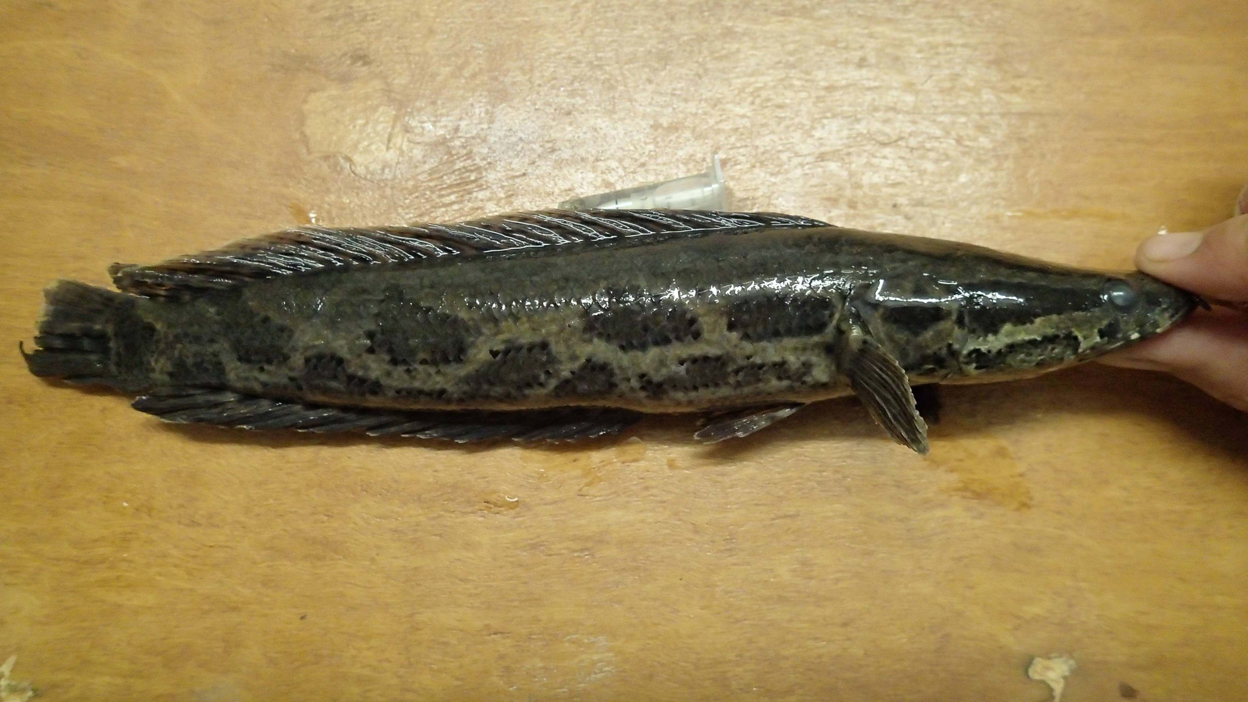 African snakehead (Parachanna obscura) — Channidae