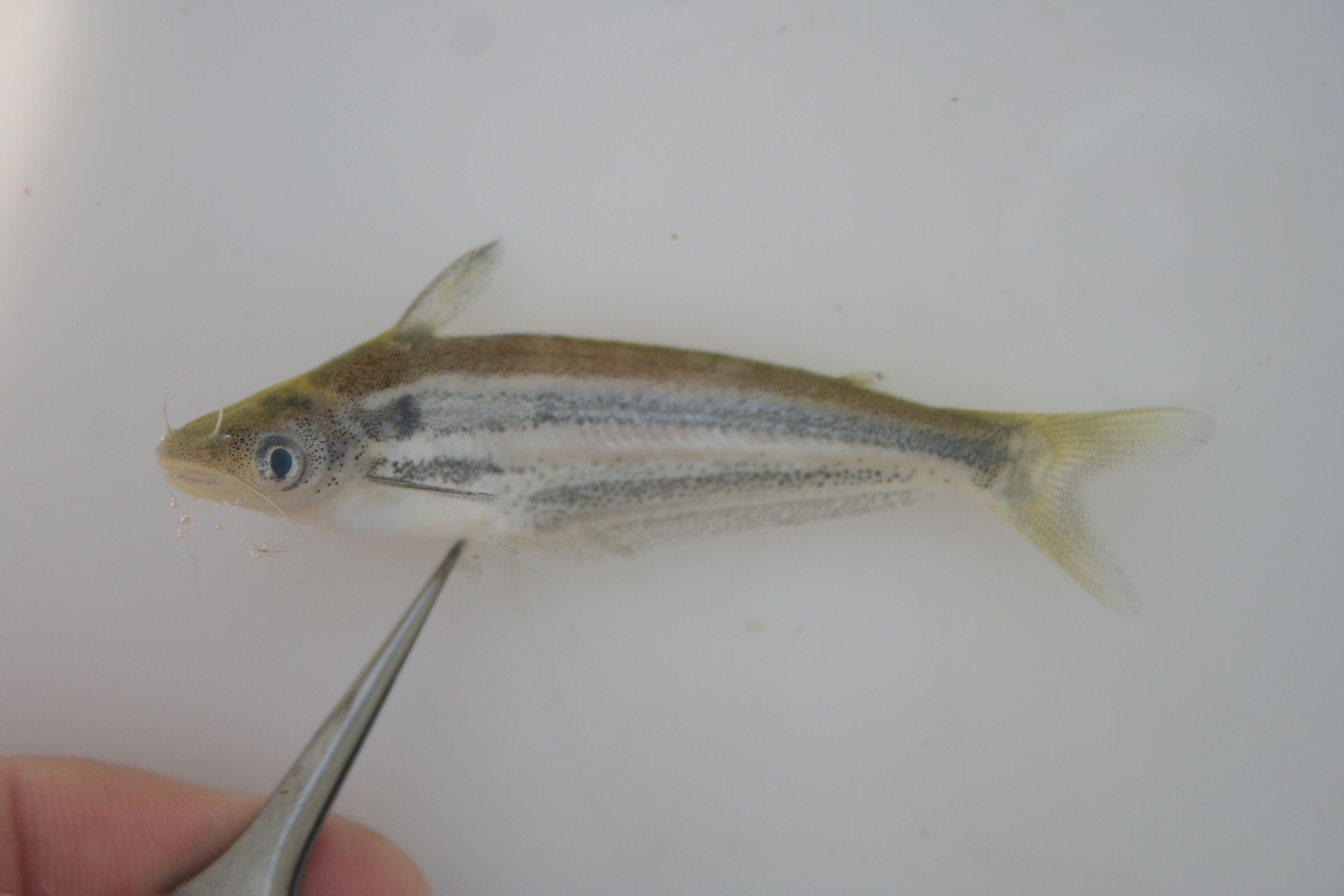 Bocage's butter catfish (Schilbe bocagii) — Schilbeidae