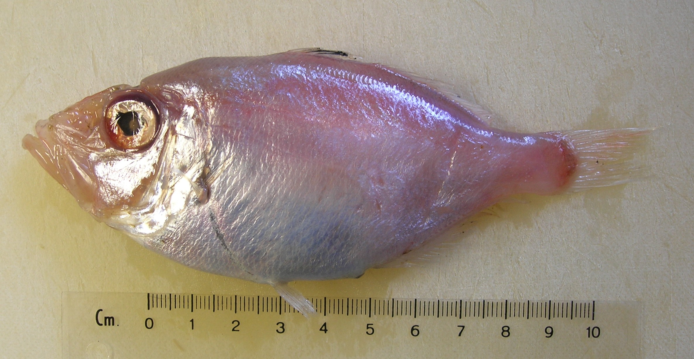 Parazen (Parazen pacificus) — Parazenidae