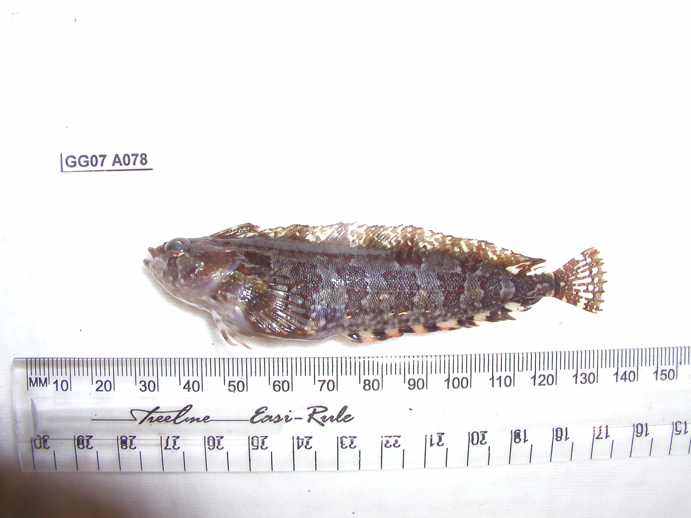 Laurent's klipfish (Pavoclinus laurentii) — Clinidae — 2