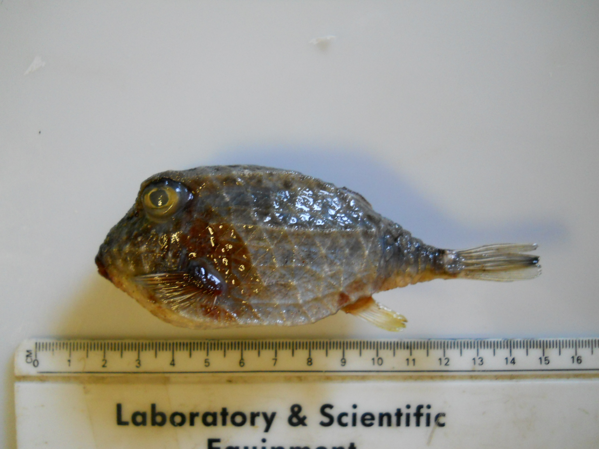 Deepwater basketfish (Kentrocapros rosapinto) — Aracanidae — 4