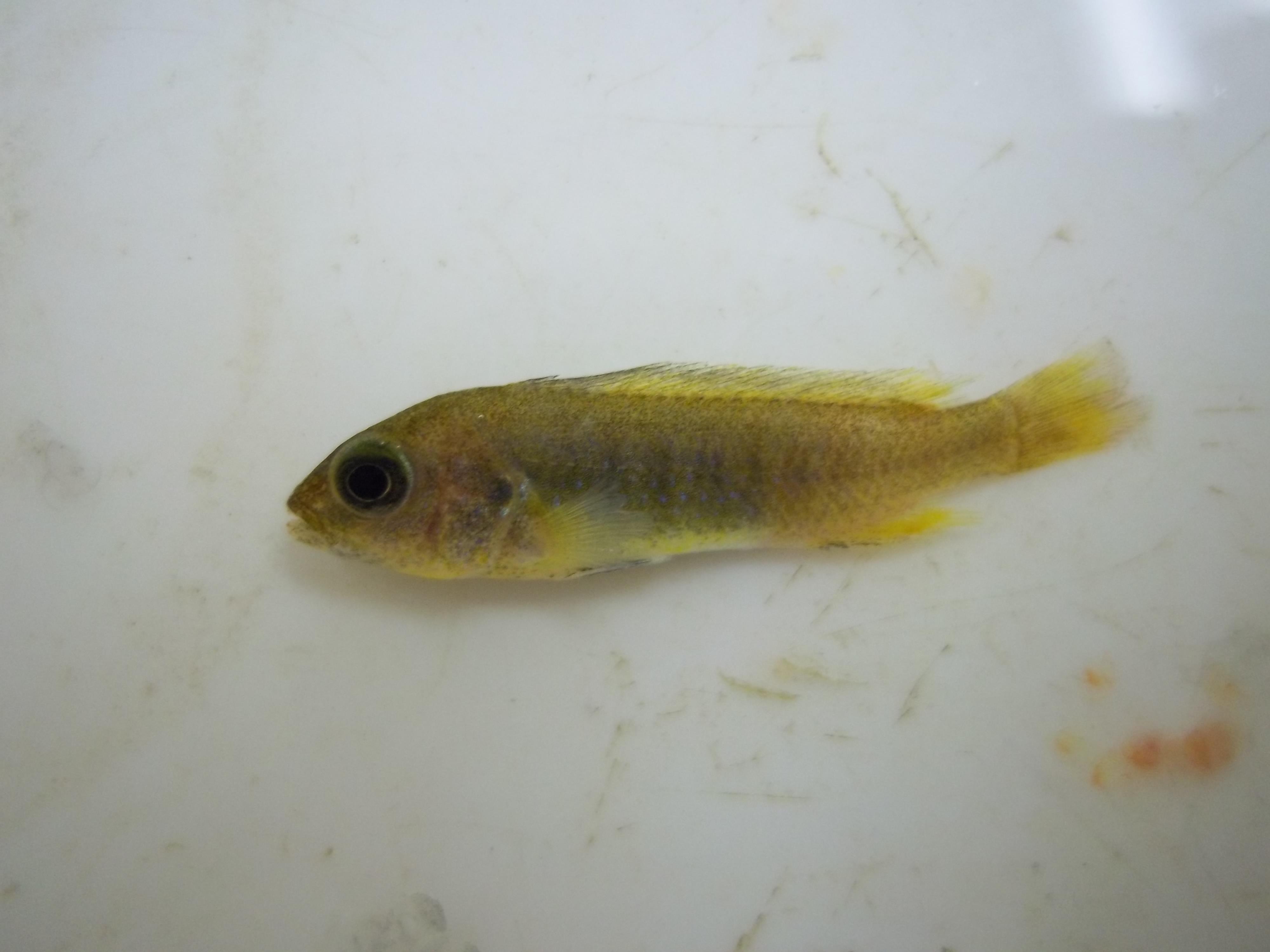 Bluegray mbuna (Pseudotropheus johannii) — Cichlidae — 2