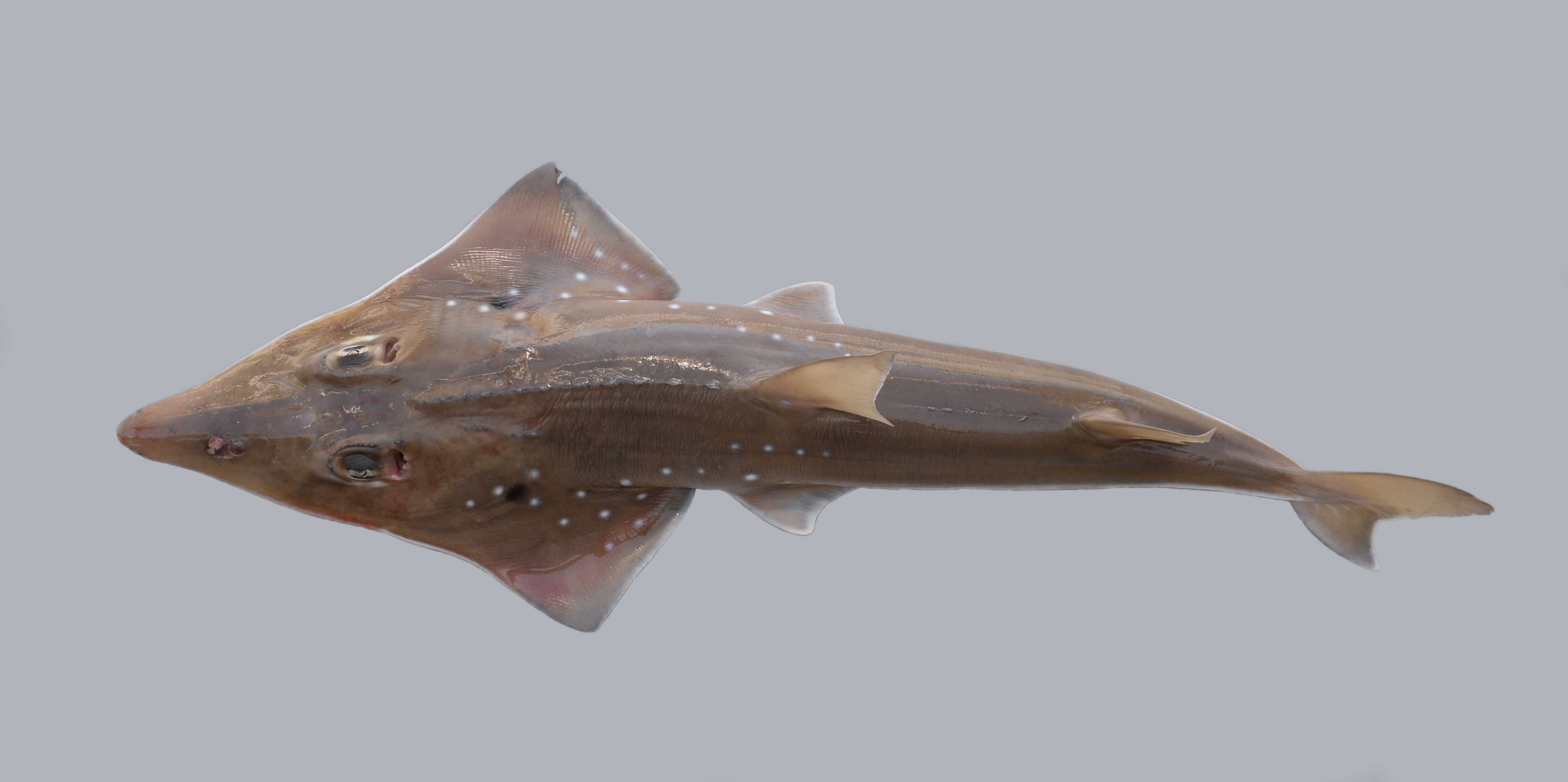 Smoothnose wedgefish (Rhynchobatus laevis) — Rhinidae