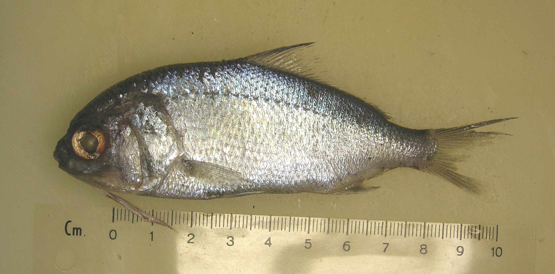 Beardfish (Polymixia berndti) — Polymixiidae — 5
