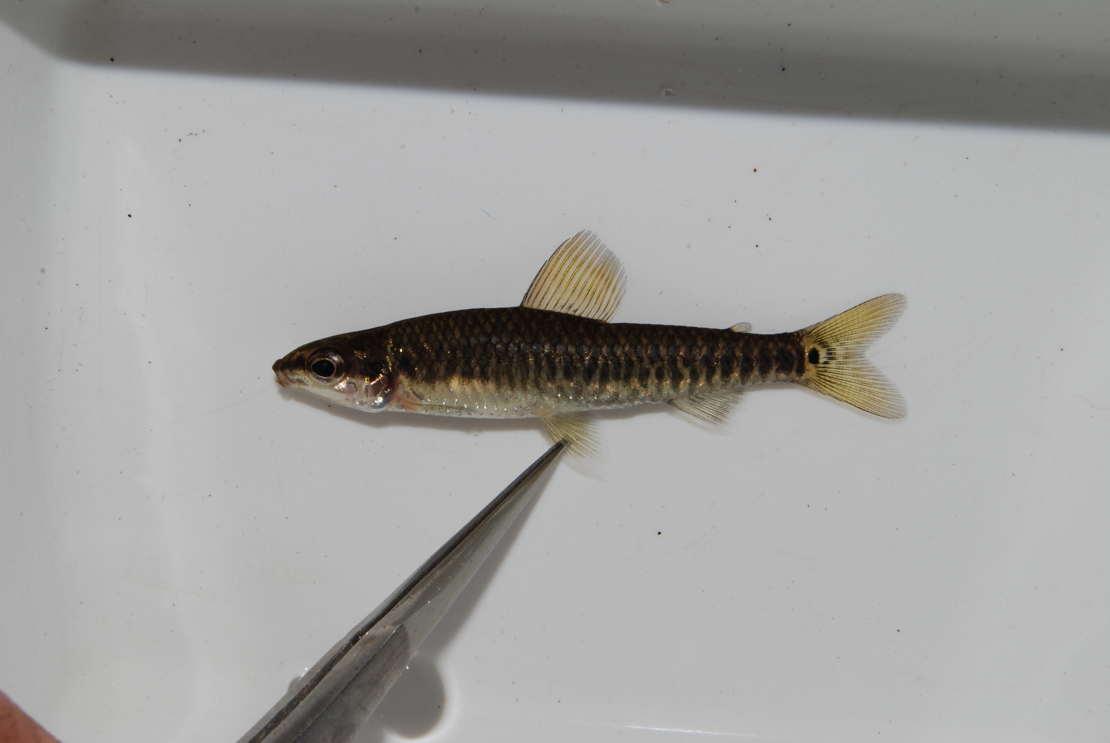 Dwarf citharine (Nannocharax machadoi) — Distichodontidae — 3