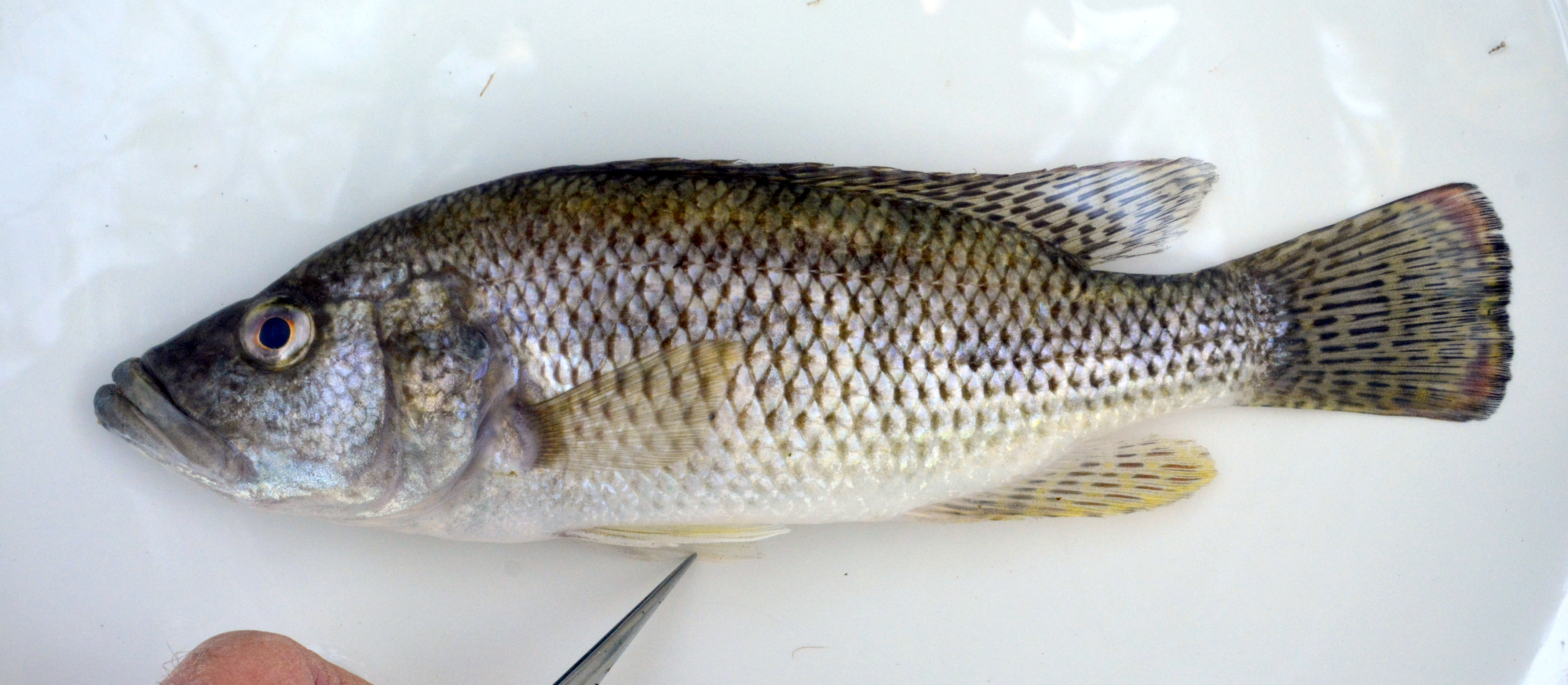 Purpleface largemouth (Serranochromis macrocephalus) — Cichlidae — 2