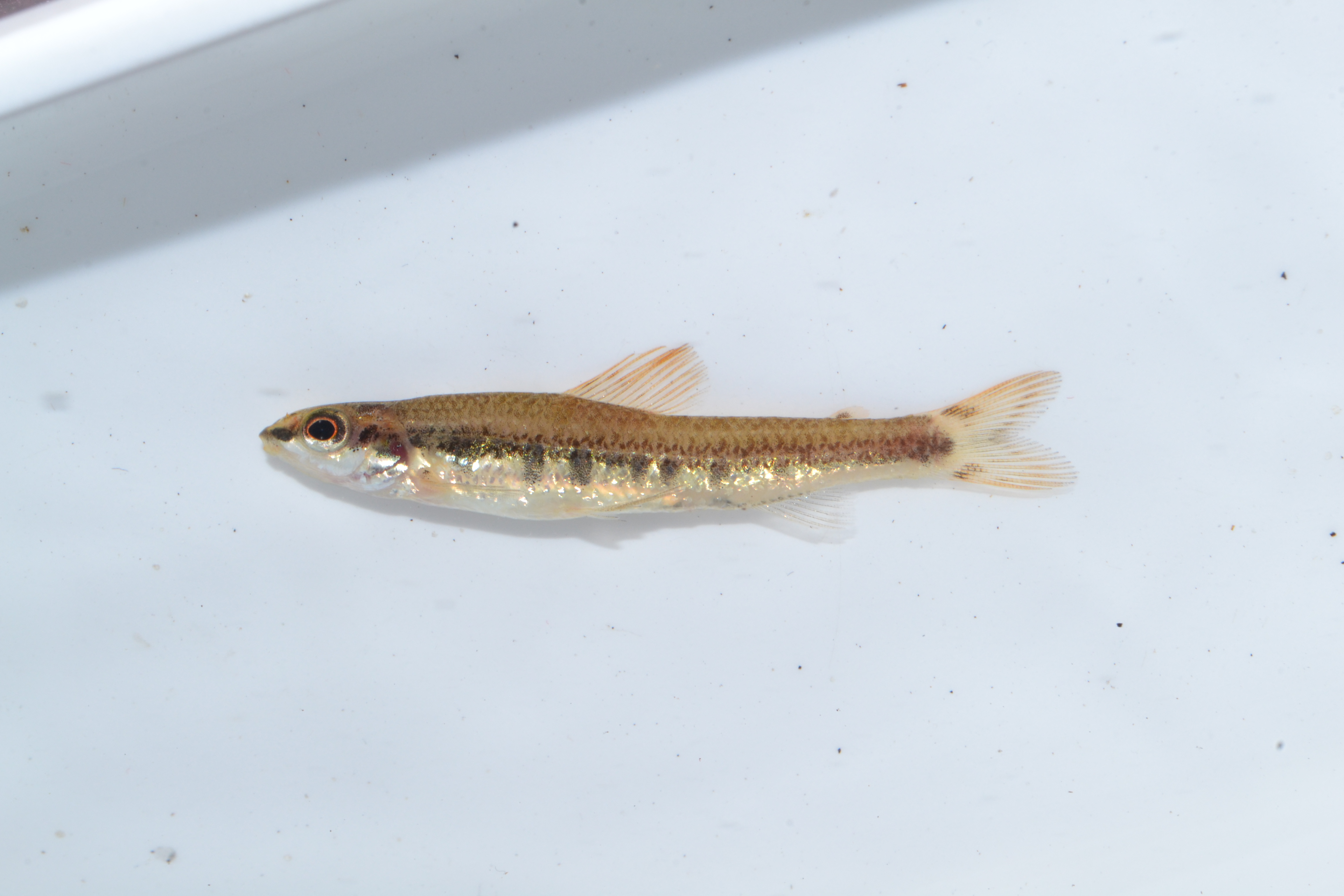 Striped African darter (Nannocharax lineostriatus) — Distichodontidae