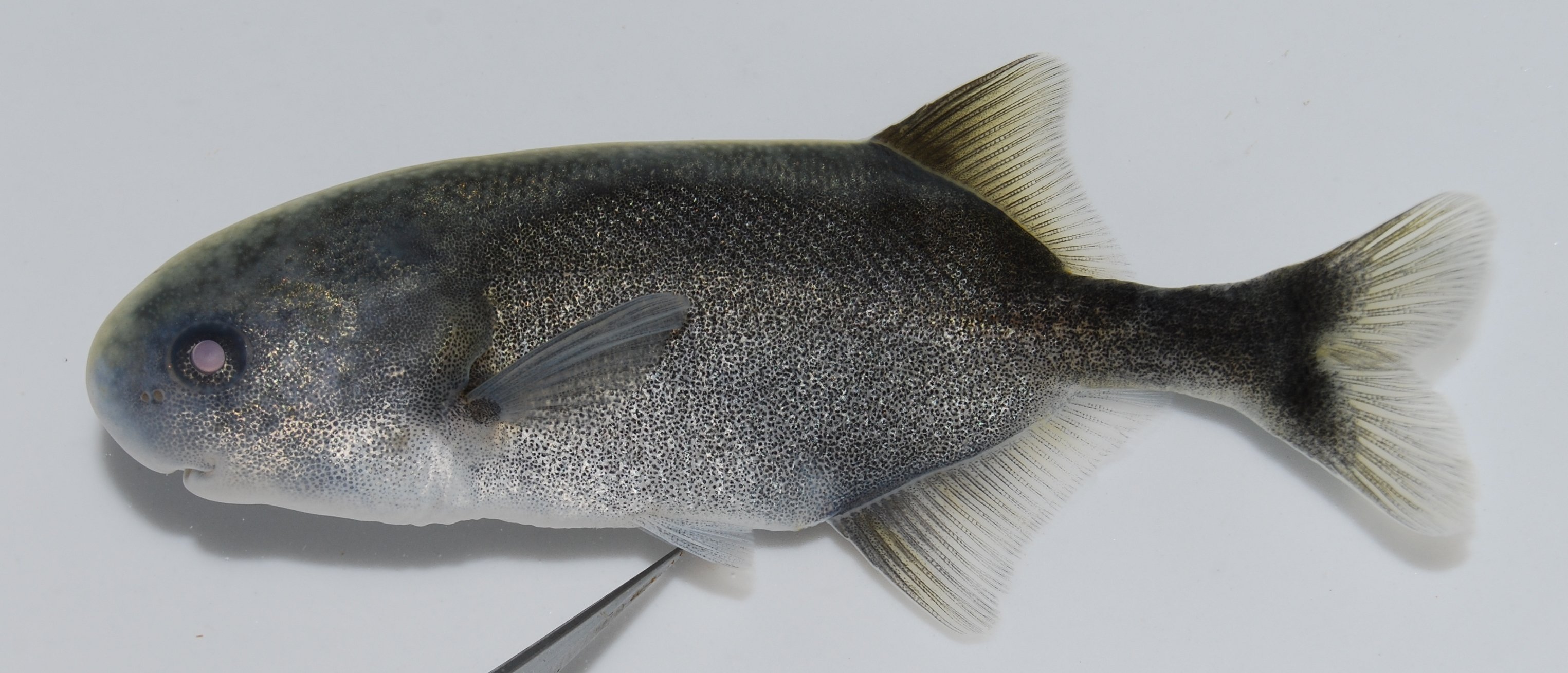 Churchill-snuitvis (Petrocephalus catostoma) — Mormyridae — 2