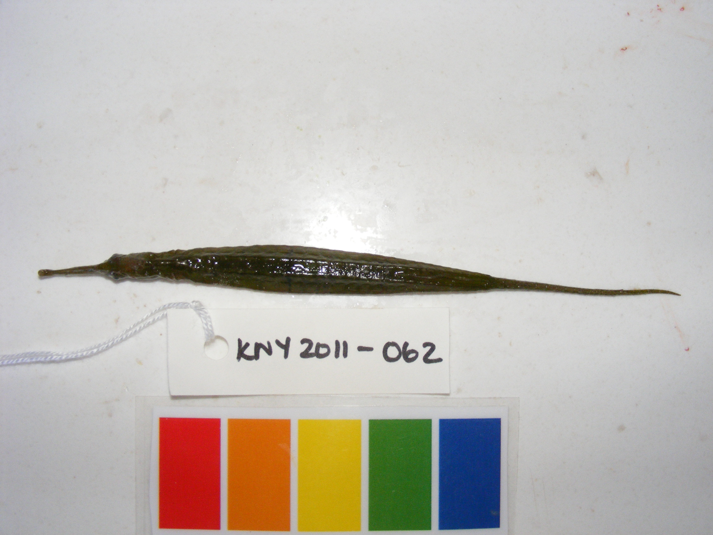 Alligator pipefish (Syngnathoides biaculeatus) — Syngnathidae — 3