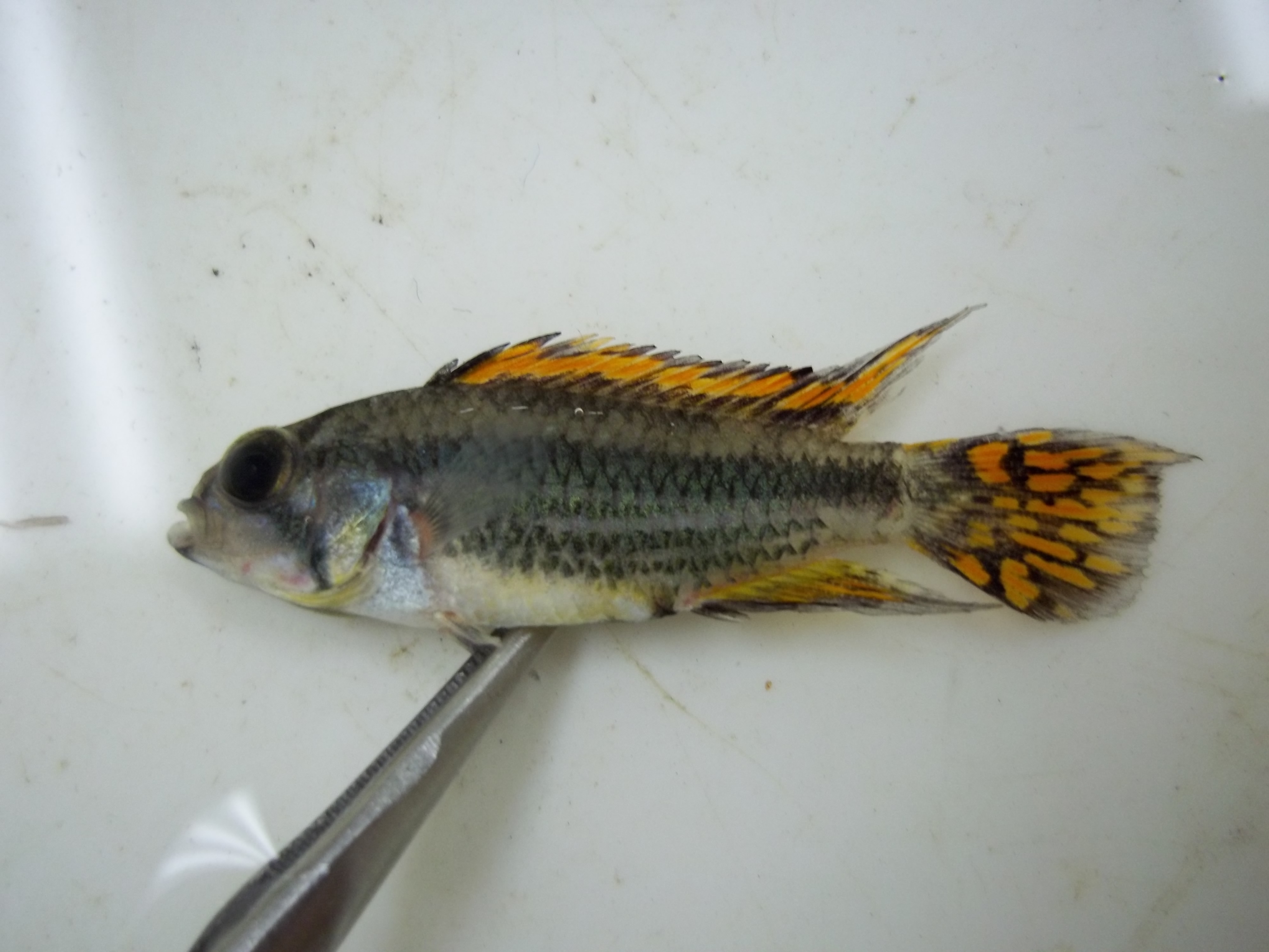 Cockatoo dwarf cichlid (Apistogramma cacatuoides) — Cichlidae — 2