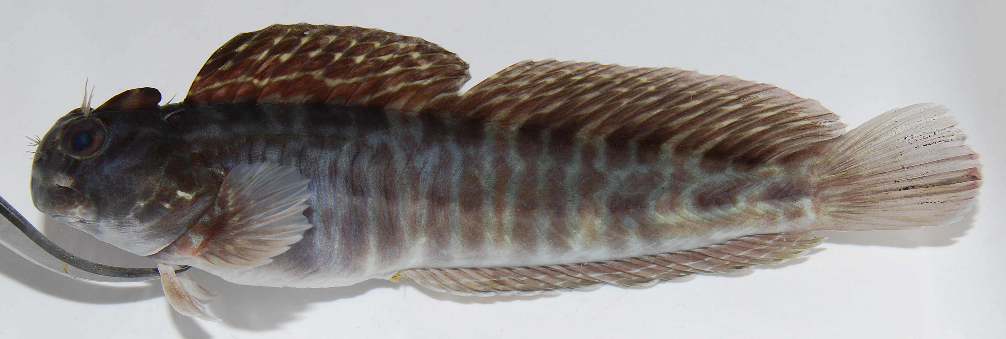 Blackspotted rockskipper (Entomacrodus striatus) — Blenniidae — 3