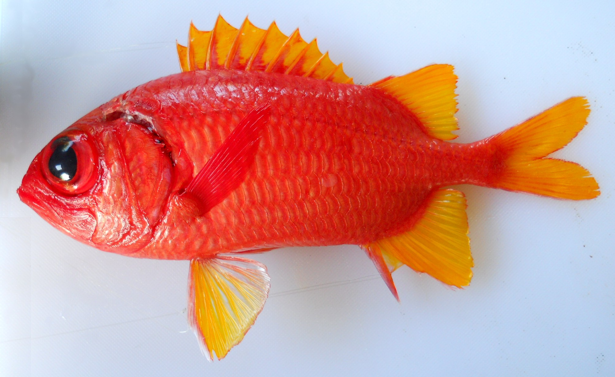 Yellowfin soldierfish (Myripristis chryseres) — Holocentridae — 3