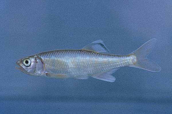 Tweddle's minnow (Opsaridium tweddleorum) — Cyprinidae — 5