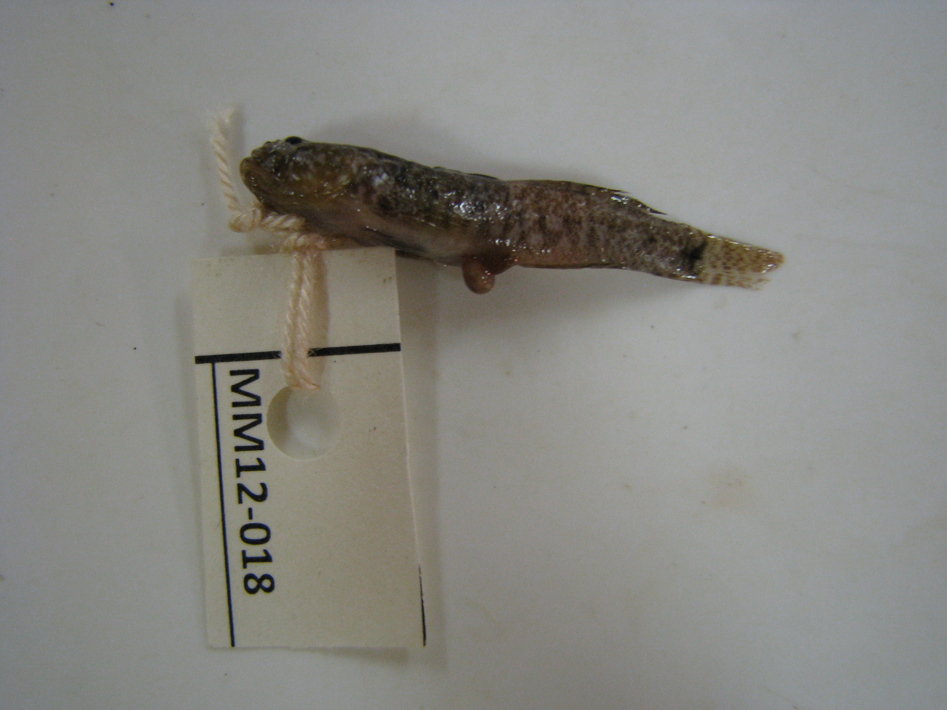 Barehead goby (Caffrogobius nudiceps) — Gobiidae — 2