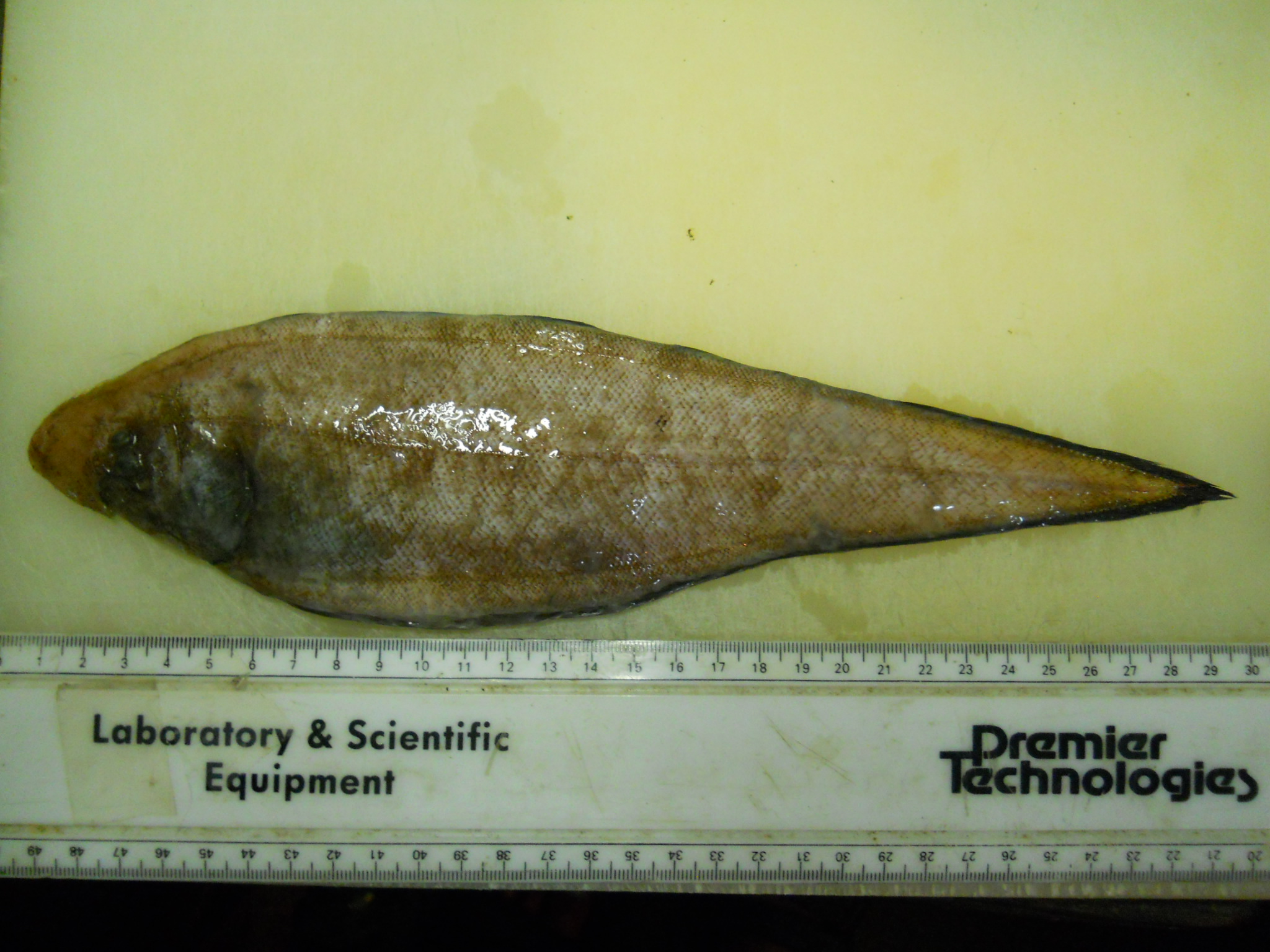 Marleys tongschar (Cynoglossus marleyi) — Cynoglossidae — 4