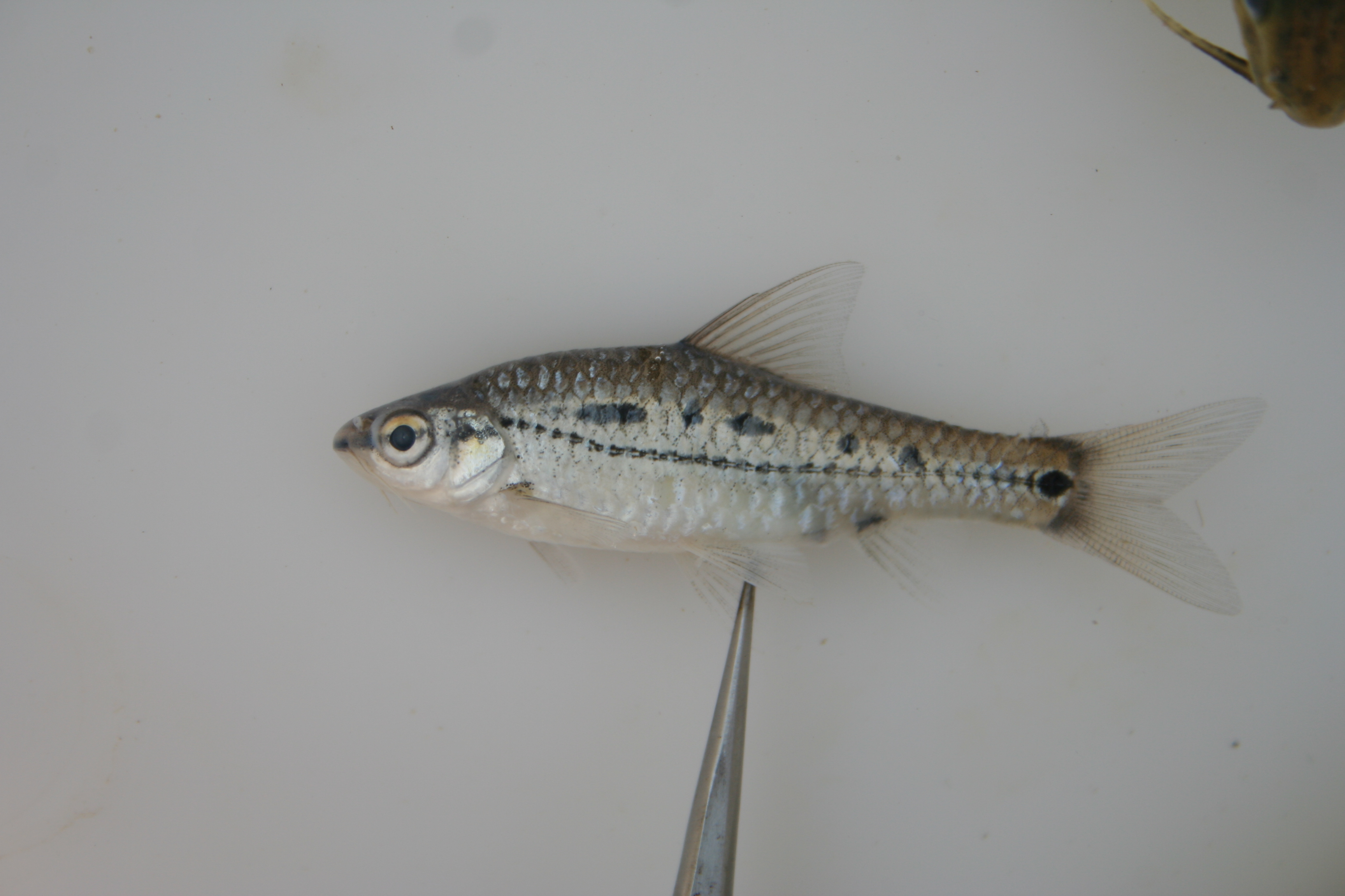 Greenwood's barb (Enteromius greenwoodi) — Cyprinidae — 4