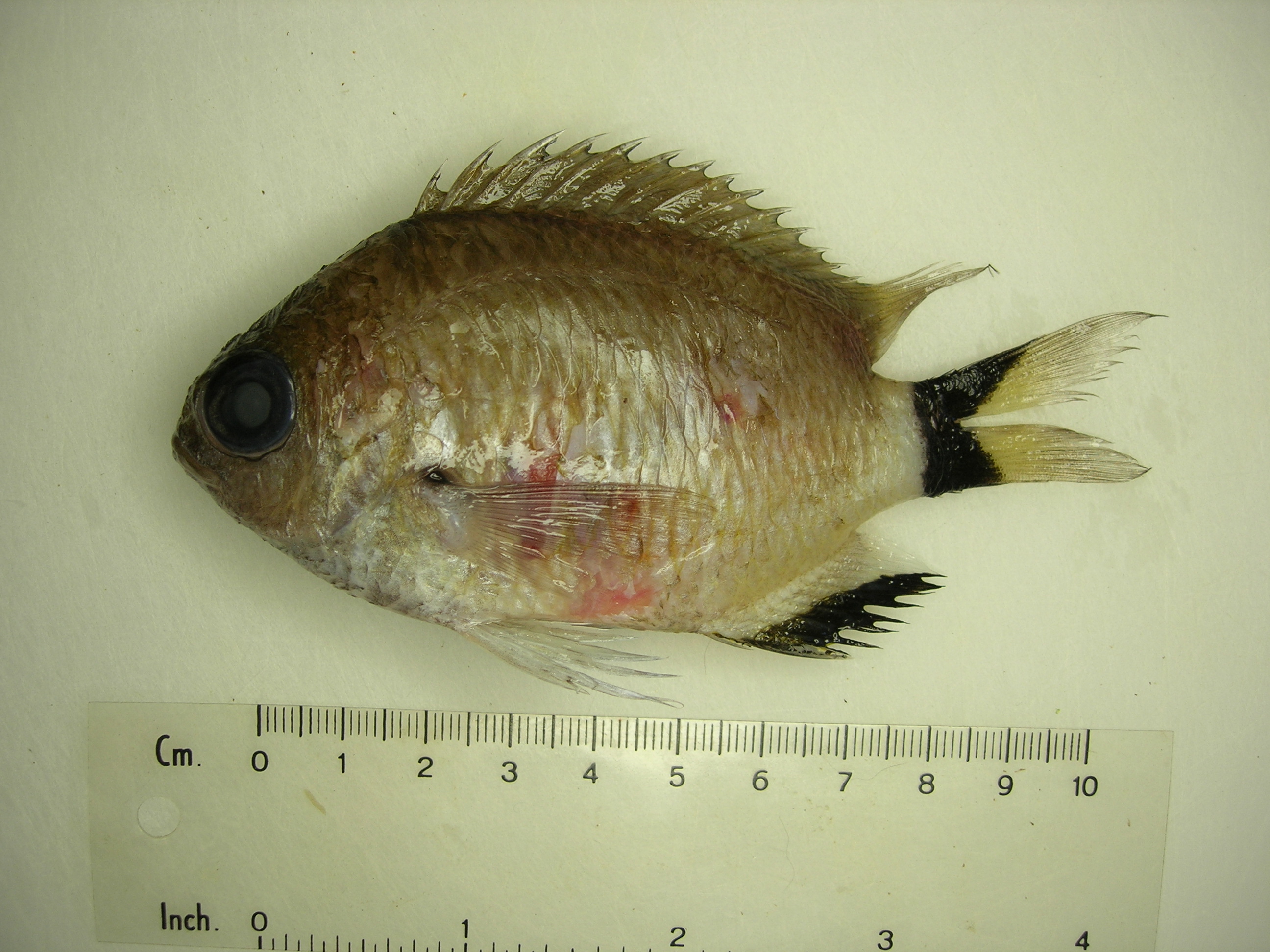 Woods' chromis (Chromis woodsi) — Pomacentridae — 2