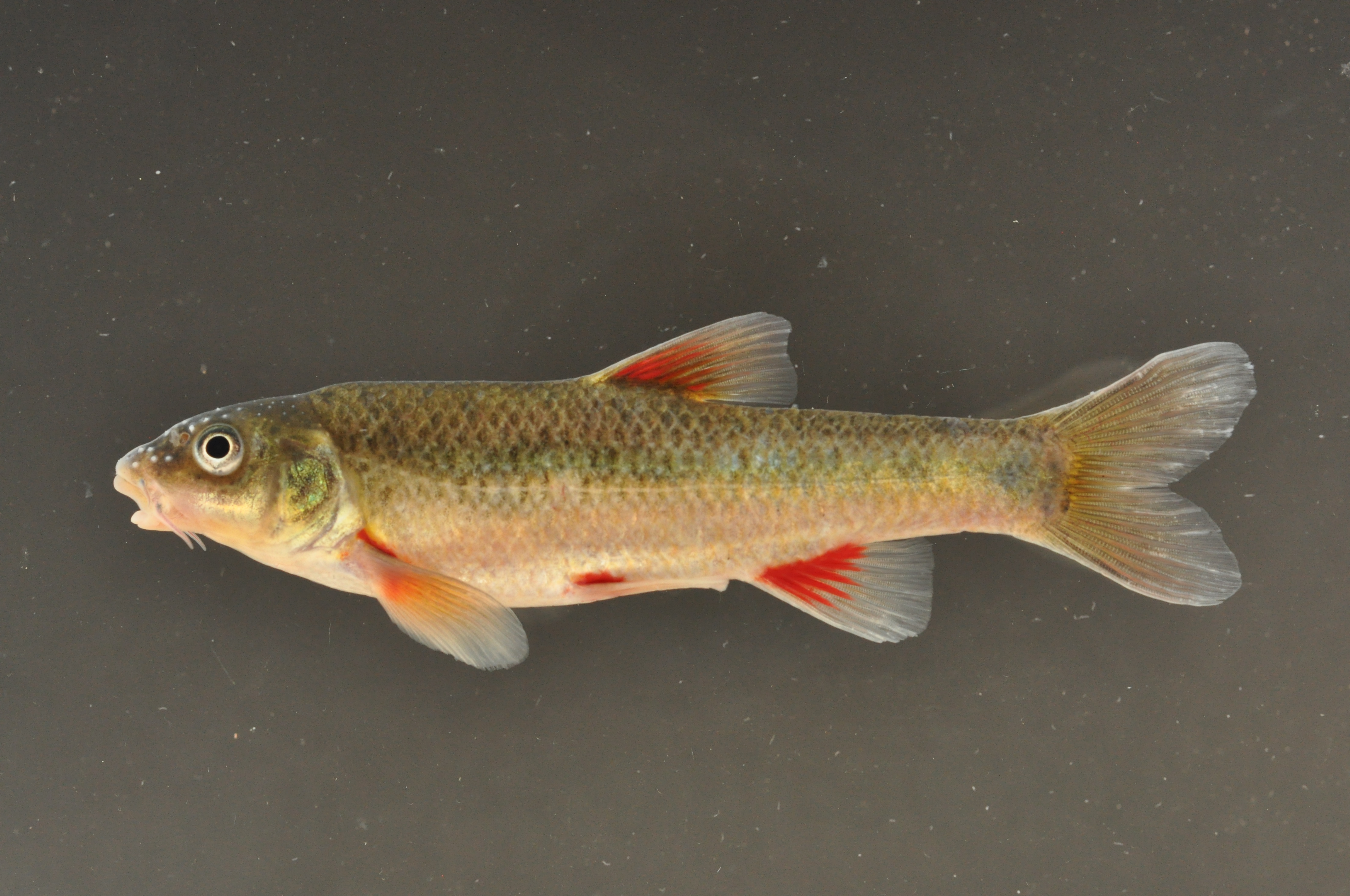 Breede redfin (Pseudobarbus burchelli) — Cyprinidae — 3
