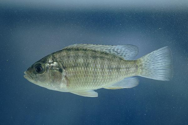 Giards happy (Sargochromis giardi) — Cichlidae