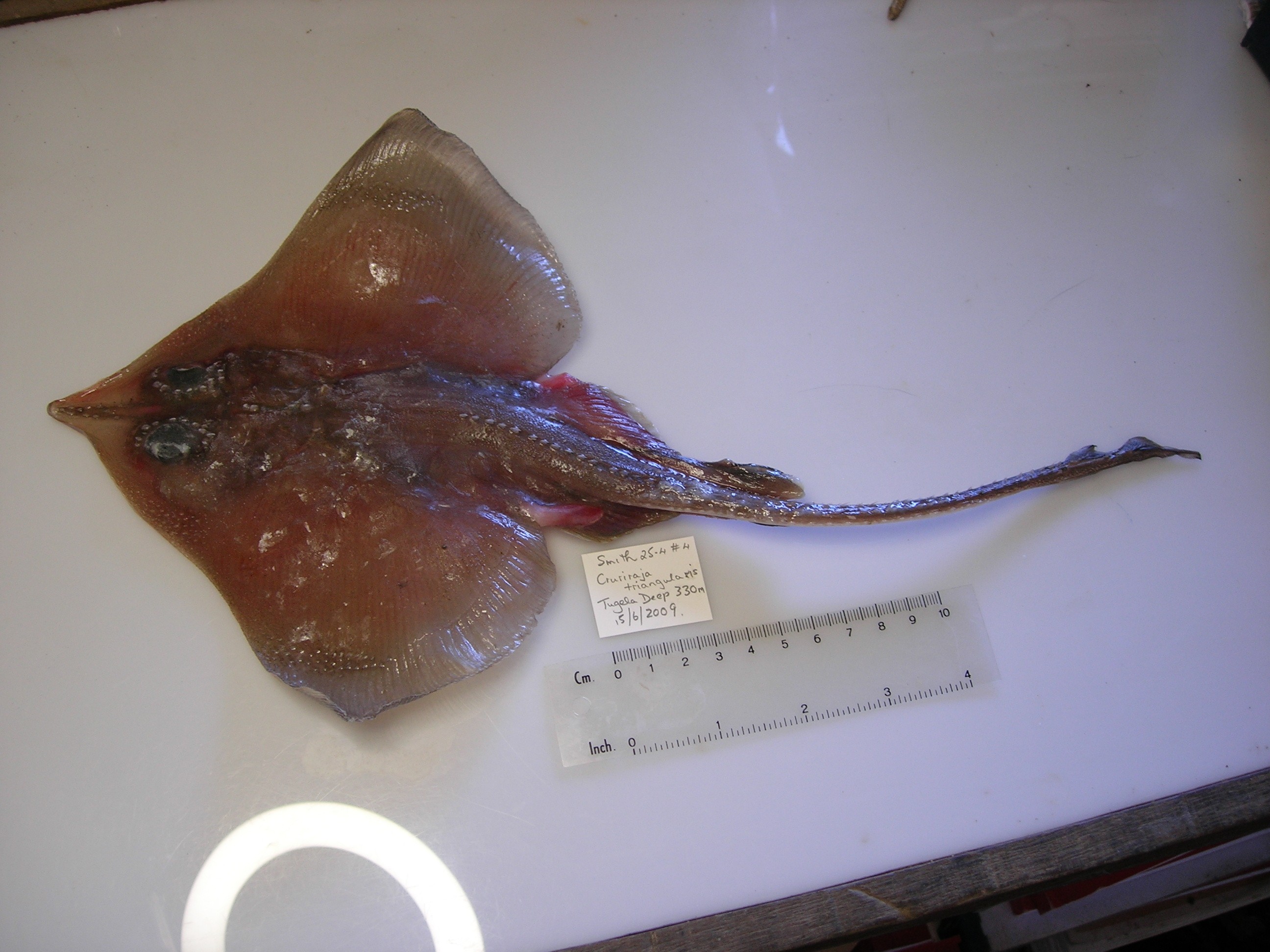 Roughnose leg skate (Cruriraja parcomaculata) — Rajidae — 4