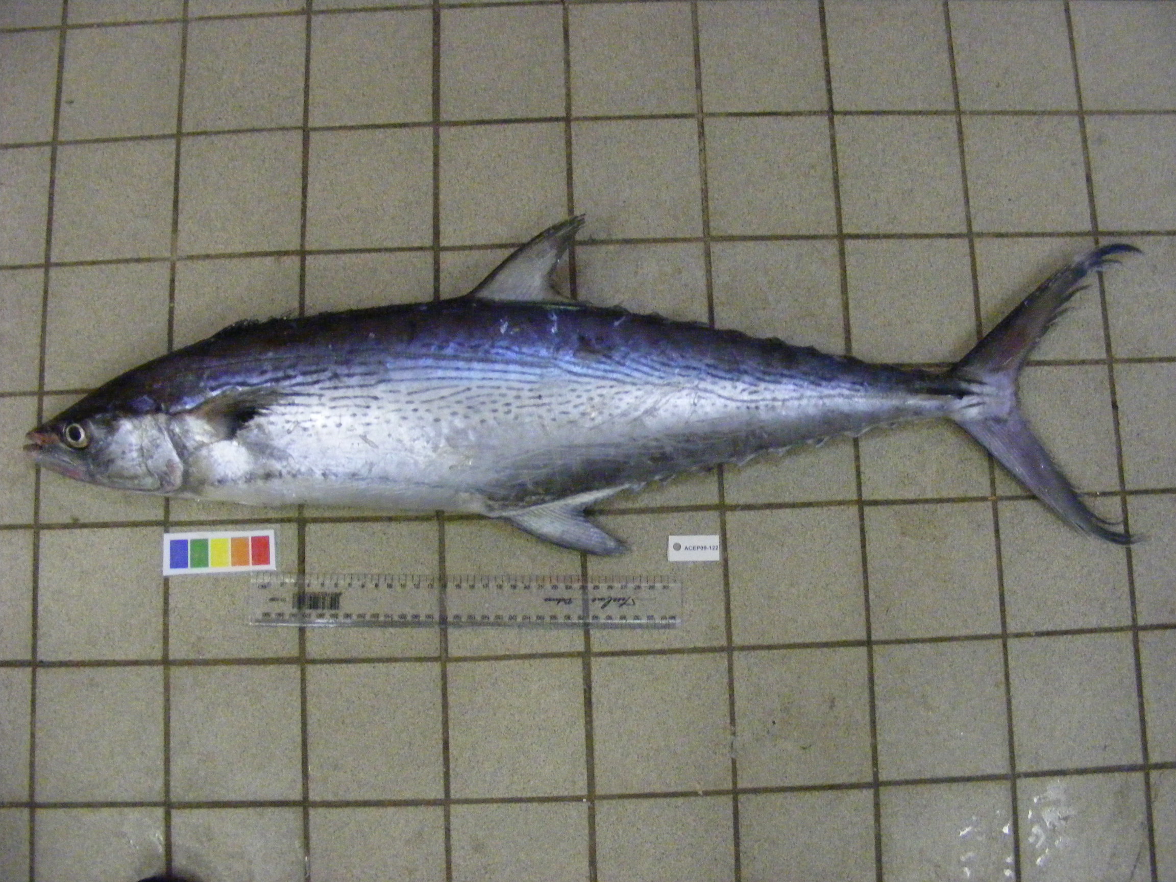 Kanadi kingfish (Scomberomorus plurilineatus) — Scombridae — 2