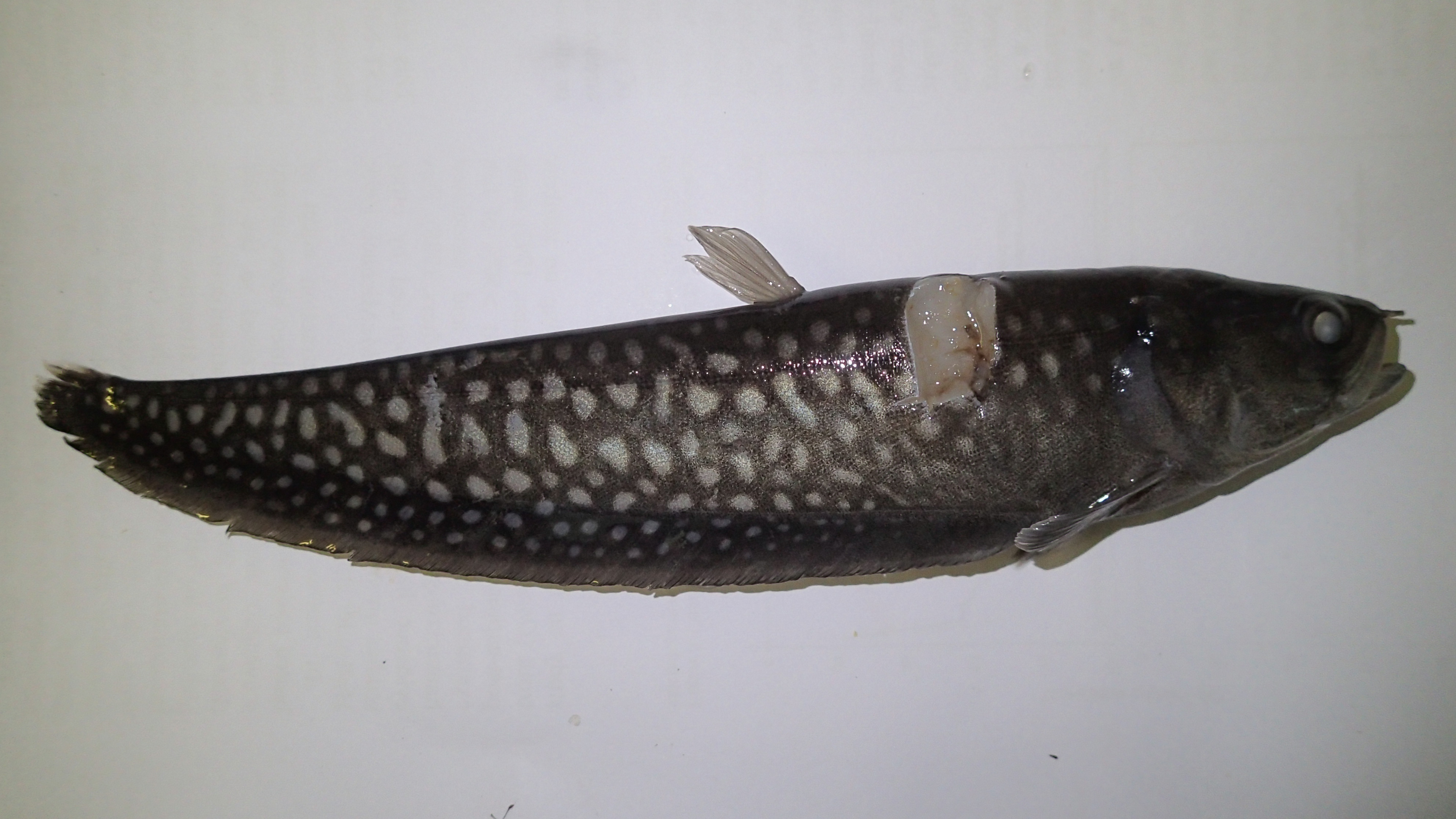 Feather back (Papyrocranus afer) — Notopteridae — 2
