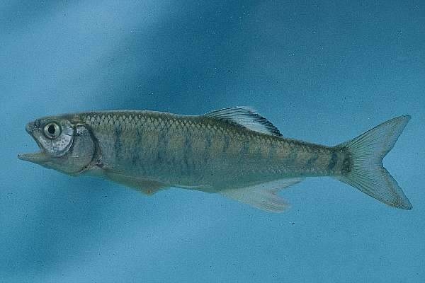Tweddles sanjika (Opsaridium tweddleorum) — Cyprinidae