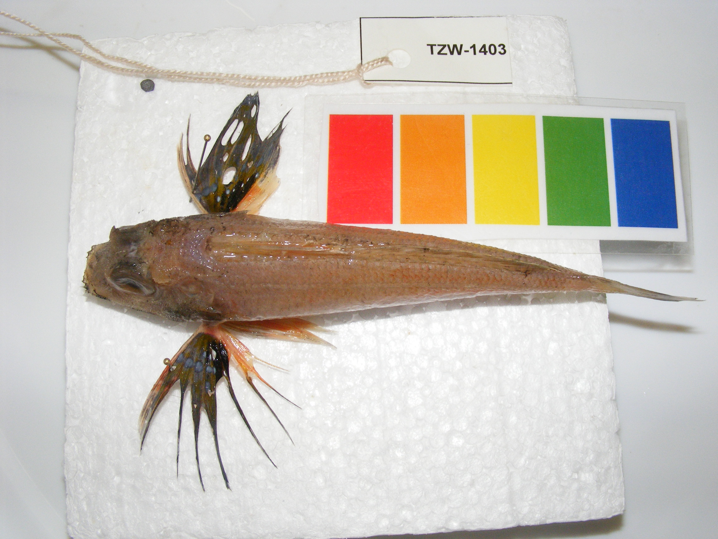 Prickly gurnard (Lepidotrigla faurei) — Triglidae