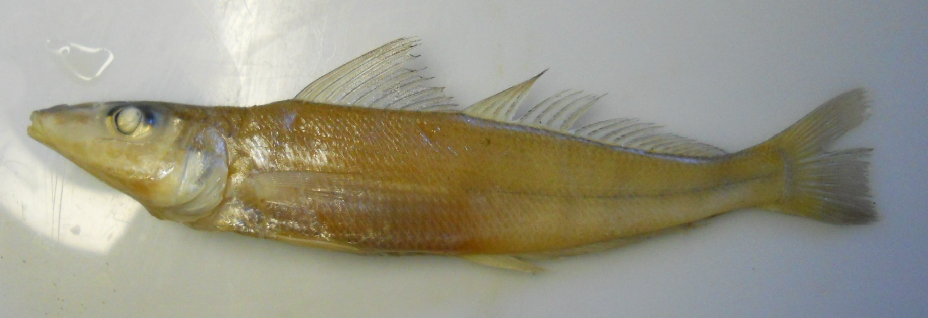 Common asohos (Sillago sihama) — Sillaginidae — 5